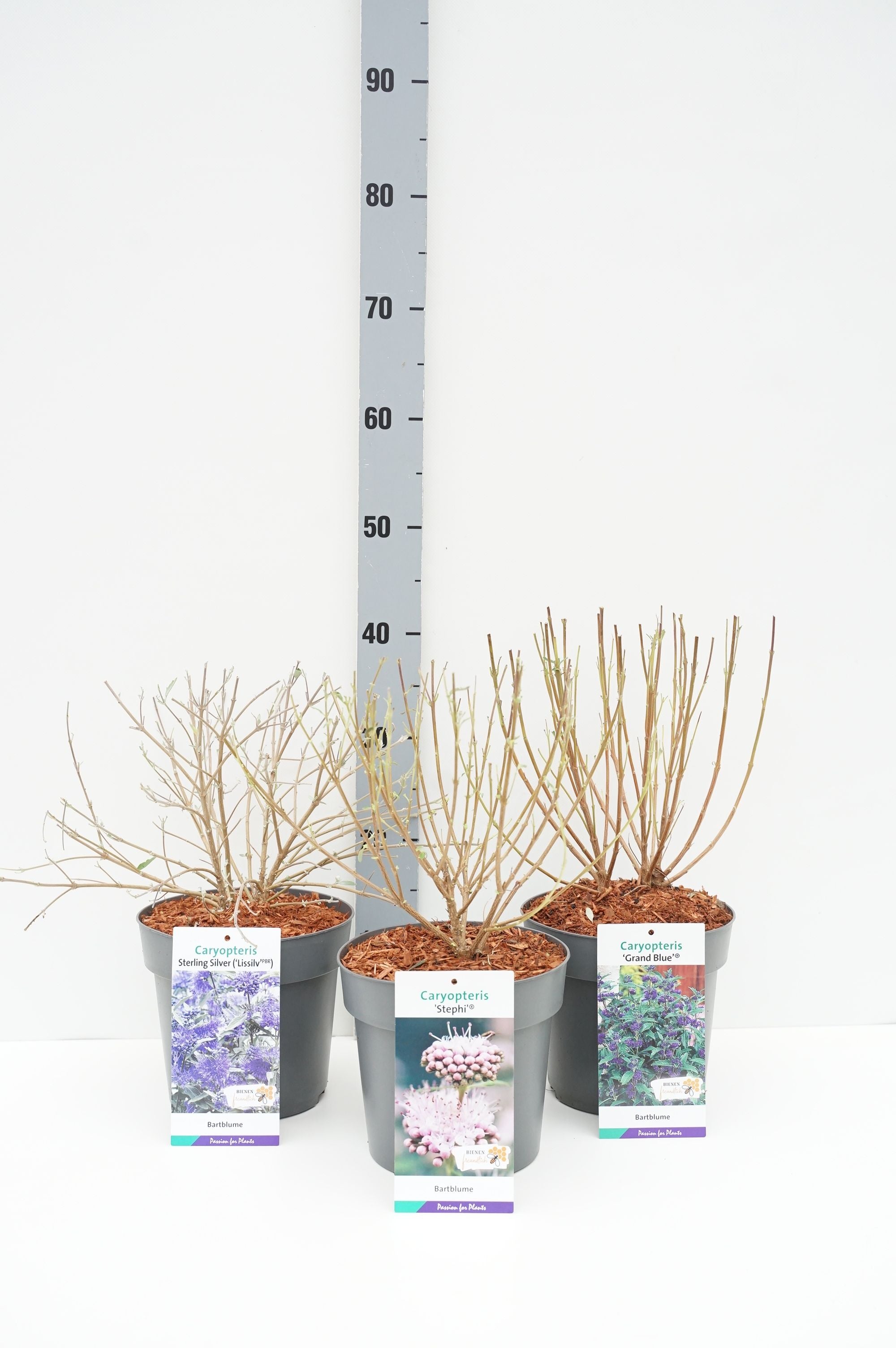 Skäggbuske cl. in cultivars - C3/P19