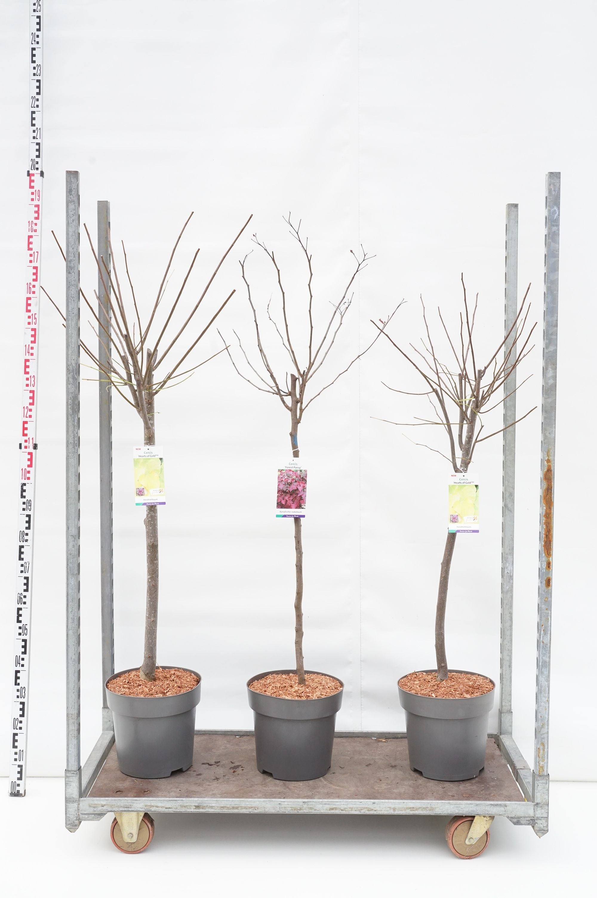 Judasträd in cultivars - 100 CM STEM C12