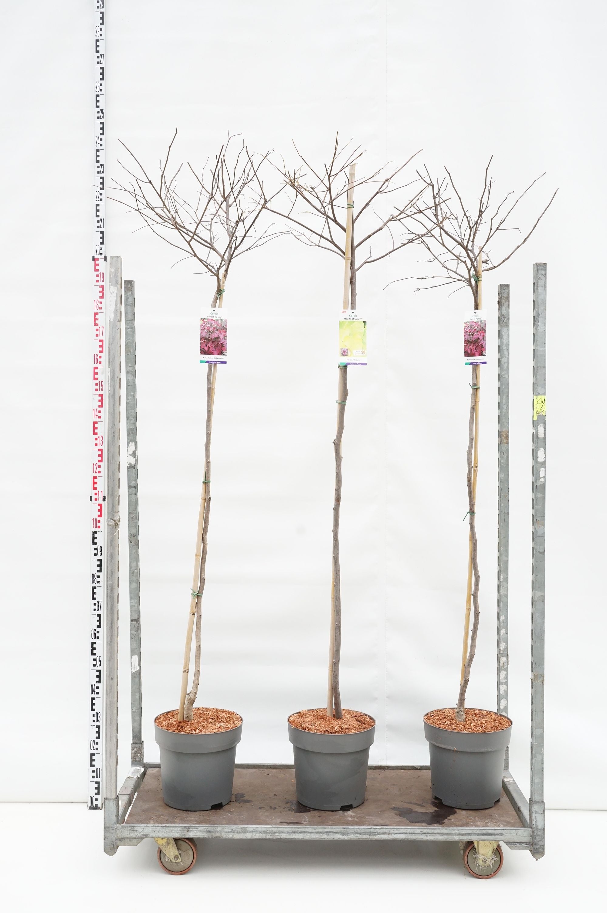 Judasträd in cultivars - 150 CM STEM C12