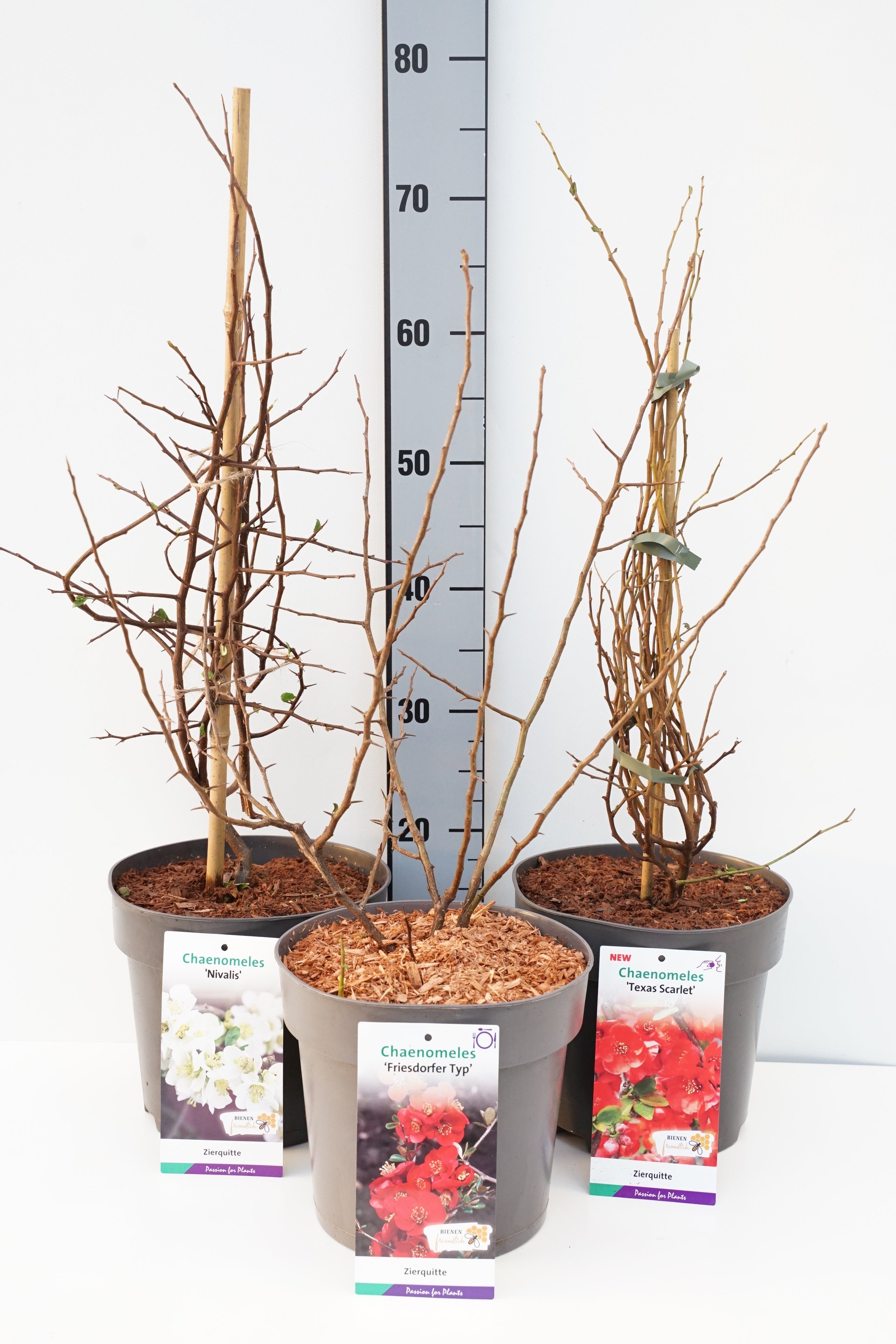 Rosenkvitten in cultivars - C5/P23 50-60 CM