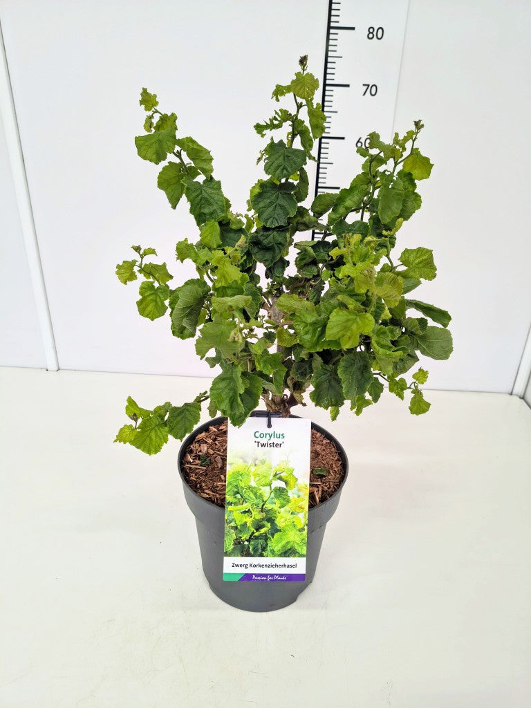 Corylus a. &