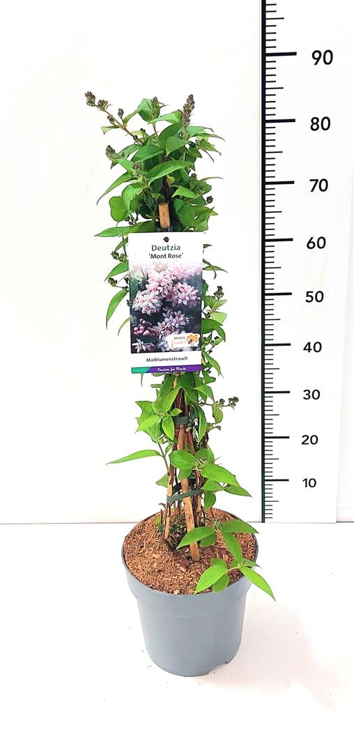 Deutzia hybrida &