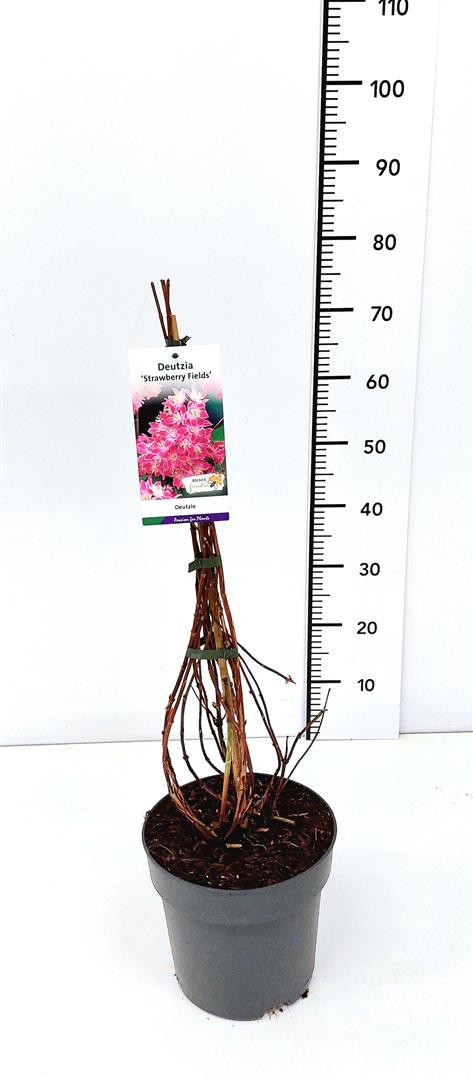 Deutzia hybrida &
