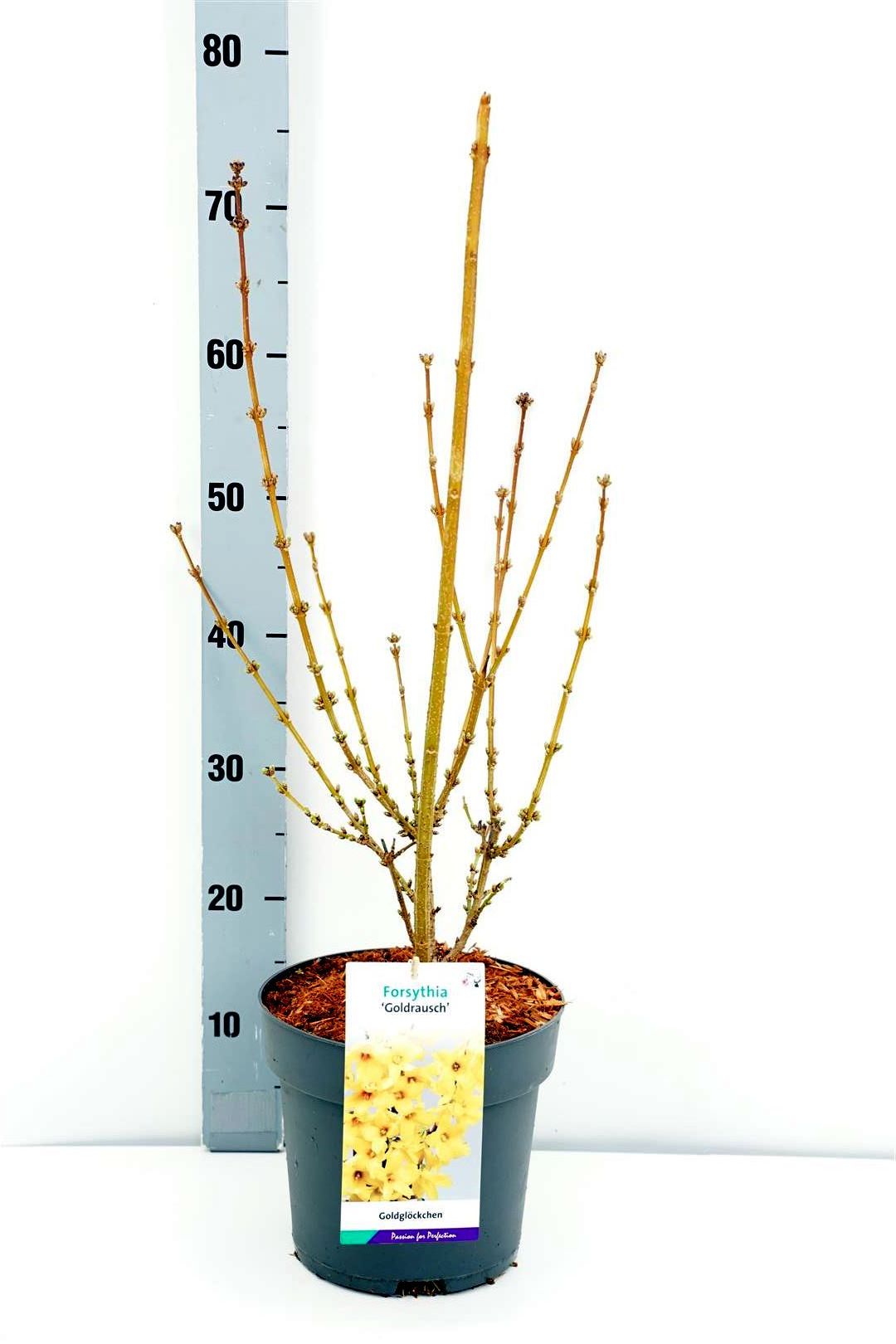 Forsythia int. &