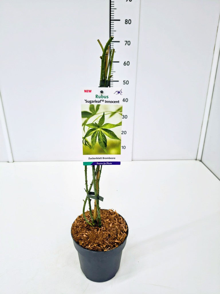Björnbär Sugarleaf® ‘Innocent’ - C2/P17