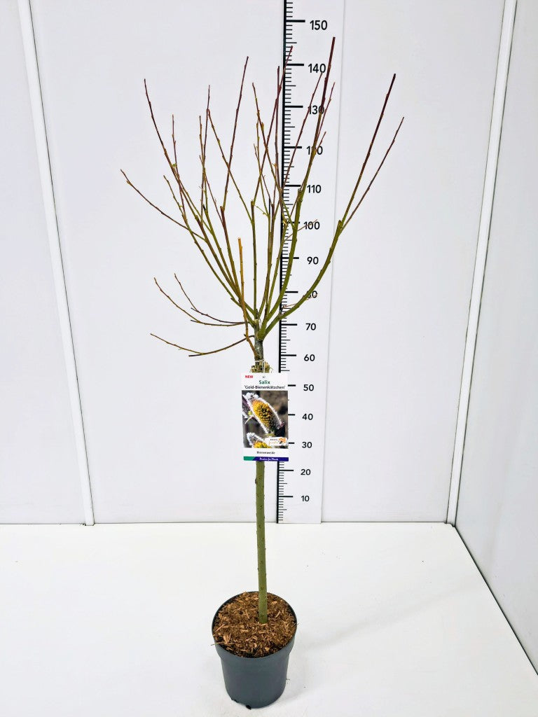 Salix cap. &