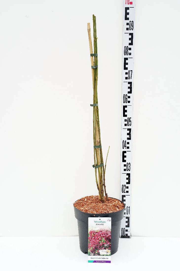 Bivärdsträd daniellii - C5/P23 60-80 CM
