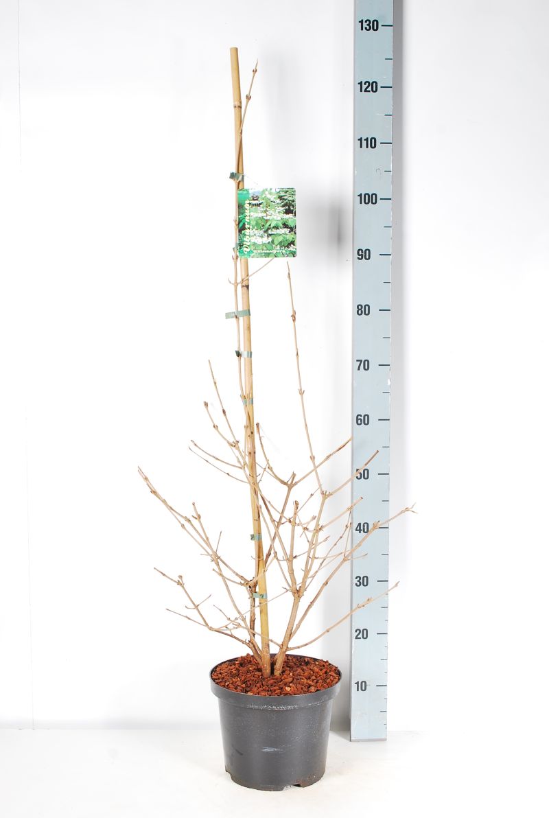 Olvon plic. &