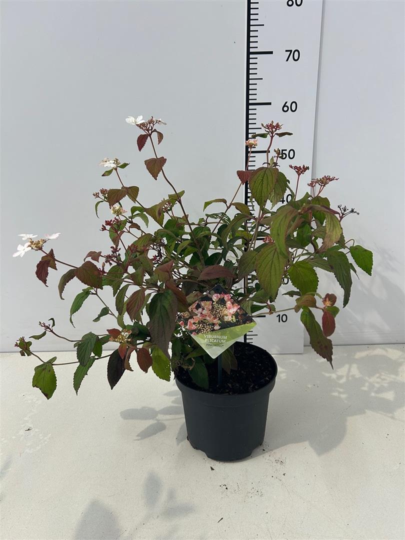 Viburnum plic. &