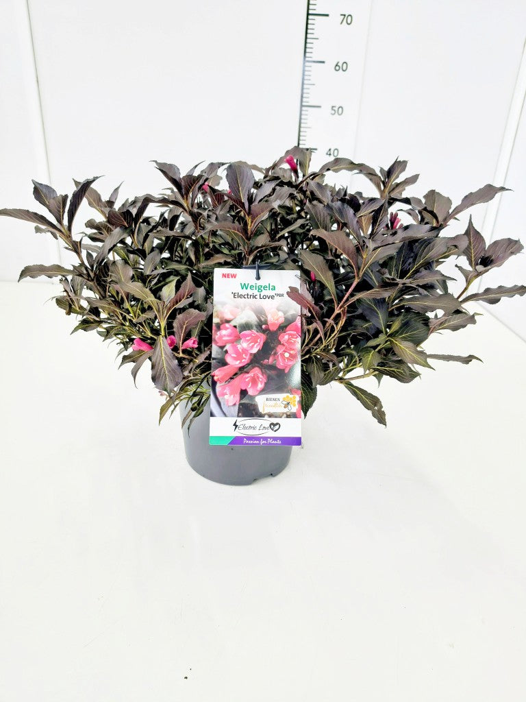 Weigela &