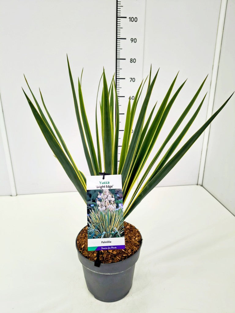 Yucca filamentosa &