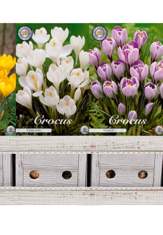 Showbox Crocus Vernus – 100 st