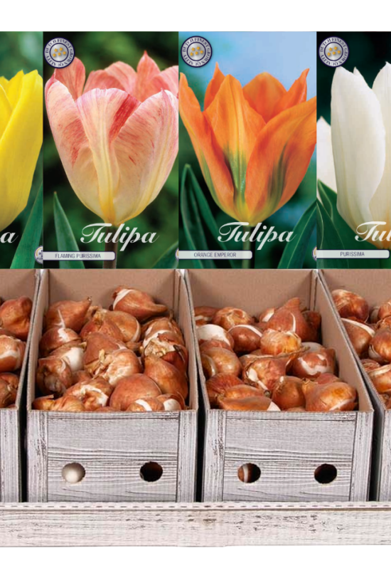 Showbox Tulipa Fosteriana – 50 st