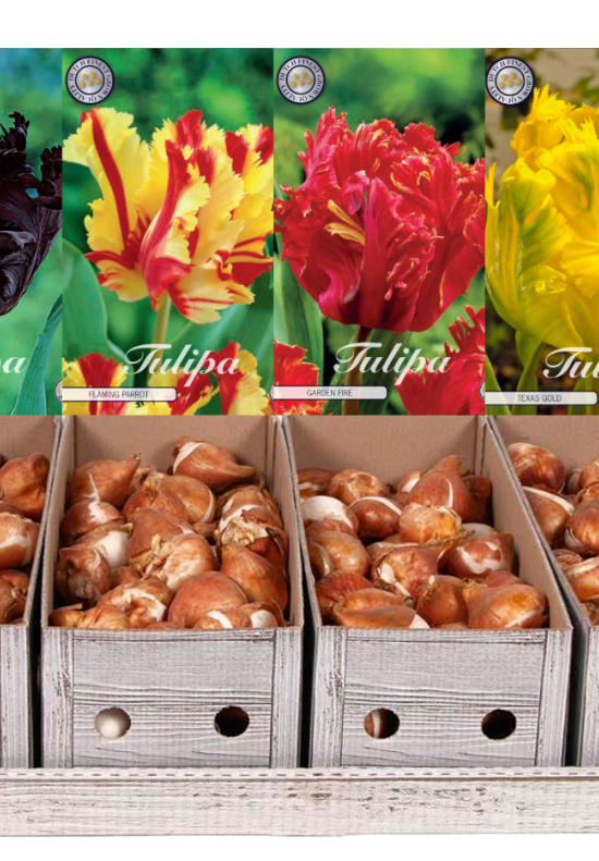 Showbox Tulipa Parrot – 50 st