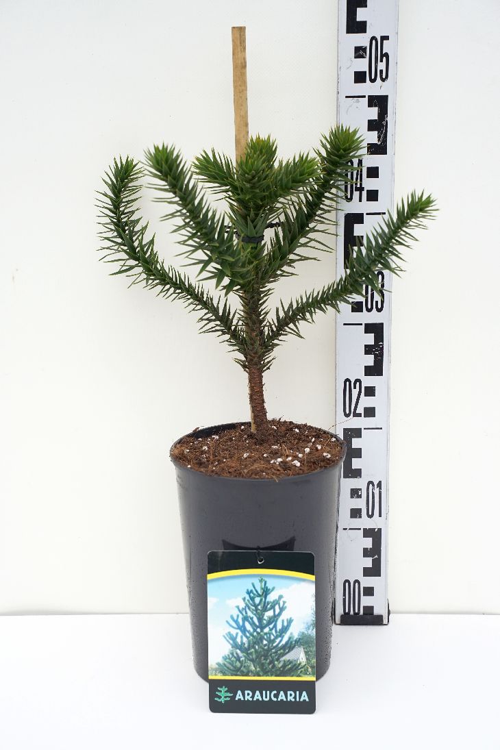 Brödgran araucana - C3/P19 25-30 CM