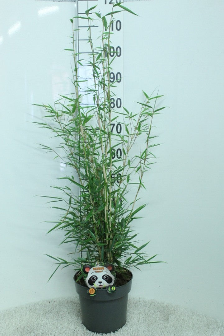Fargesia robusta &