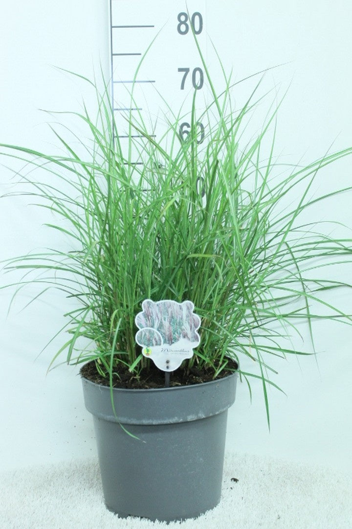 Miscanthus sin. &