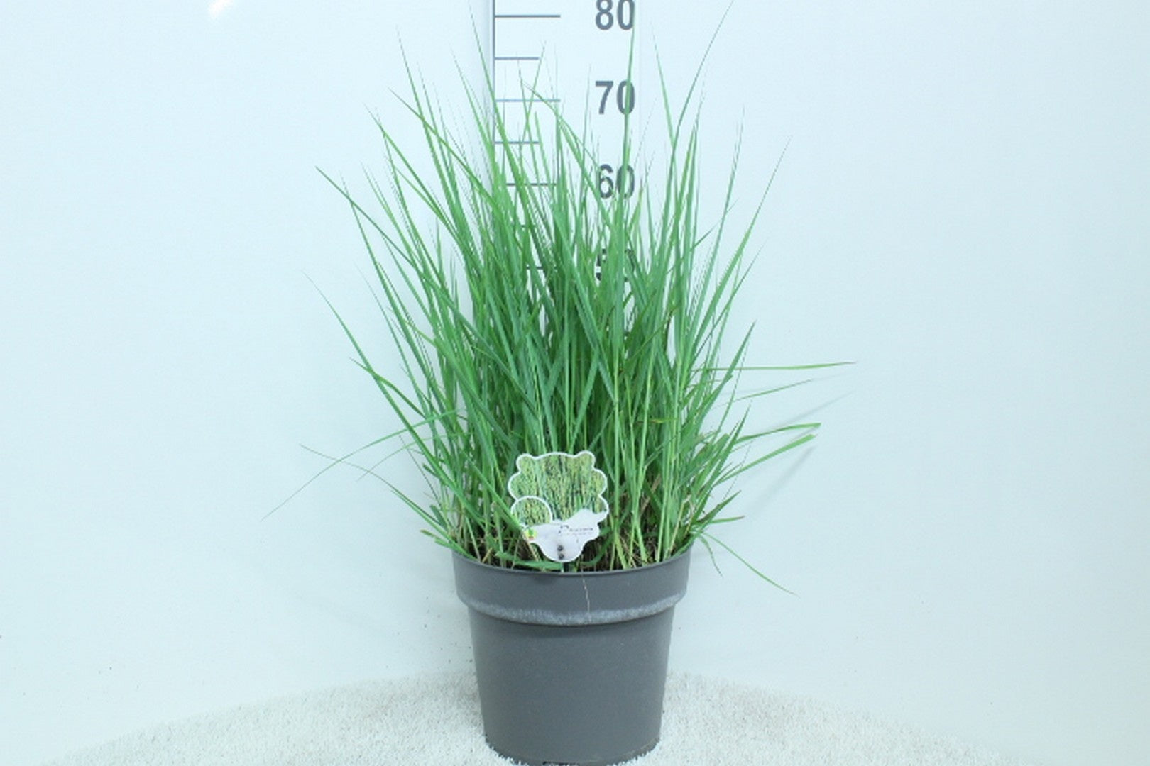 Jungfruhirs virgatum &