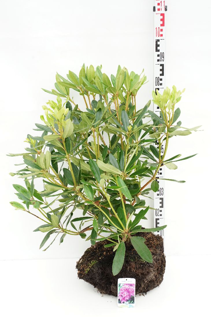 Rododendron ponticum - 60-70 CM RB