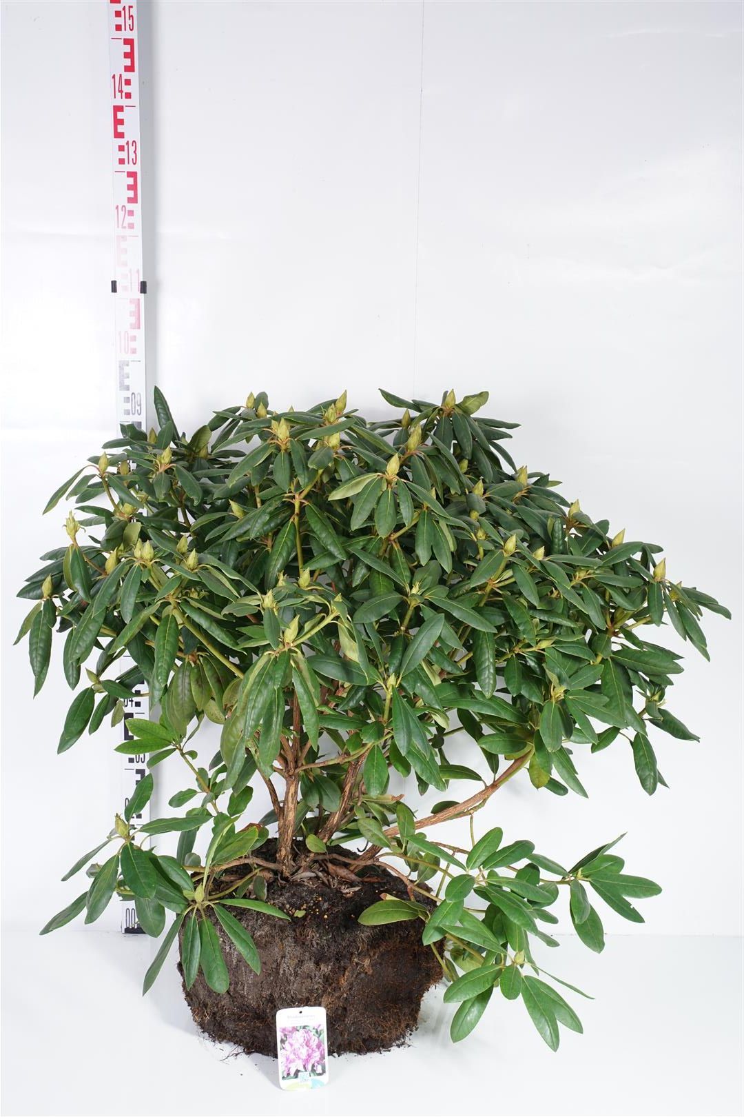 Rododendron &
