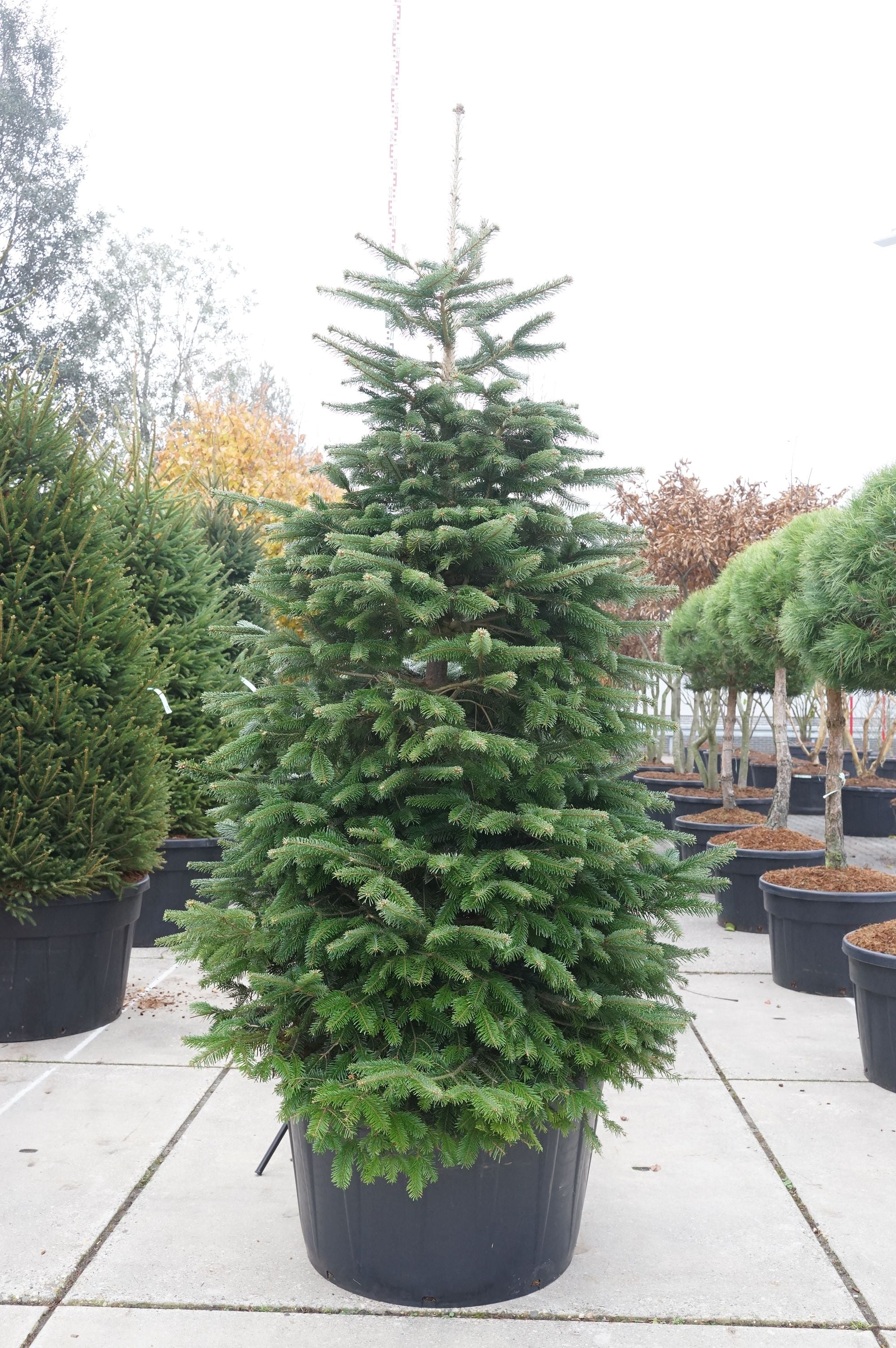 Silvergran nordmanniana - C285 225-250 CM SOL