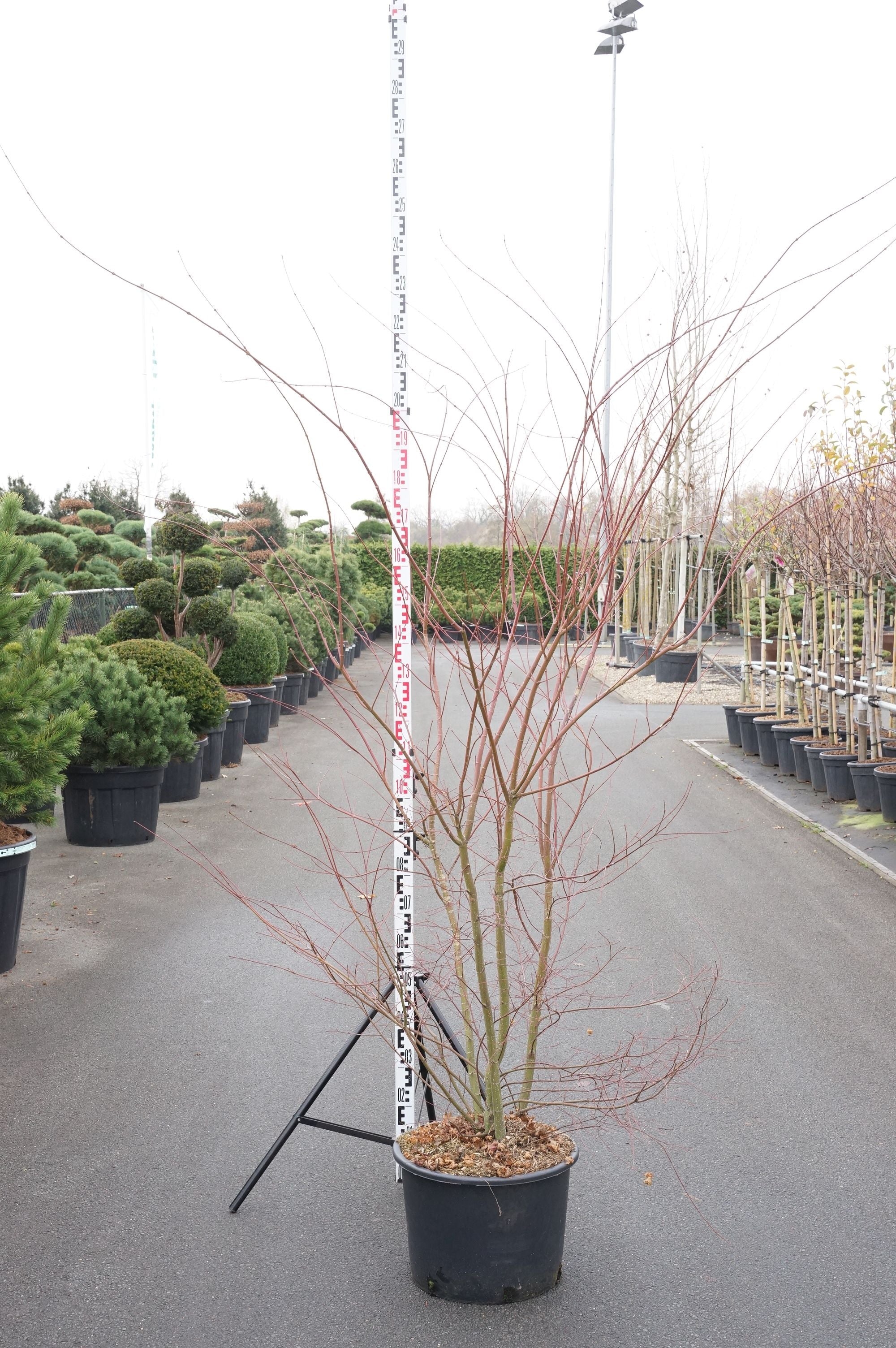 Lönn palmatum - C35 160-180 CM