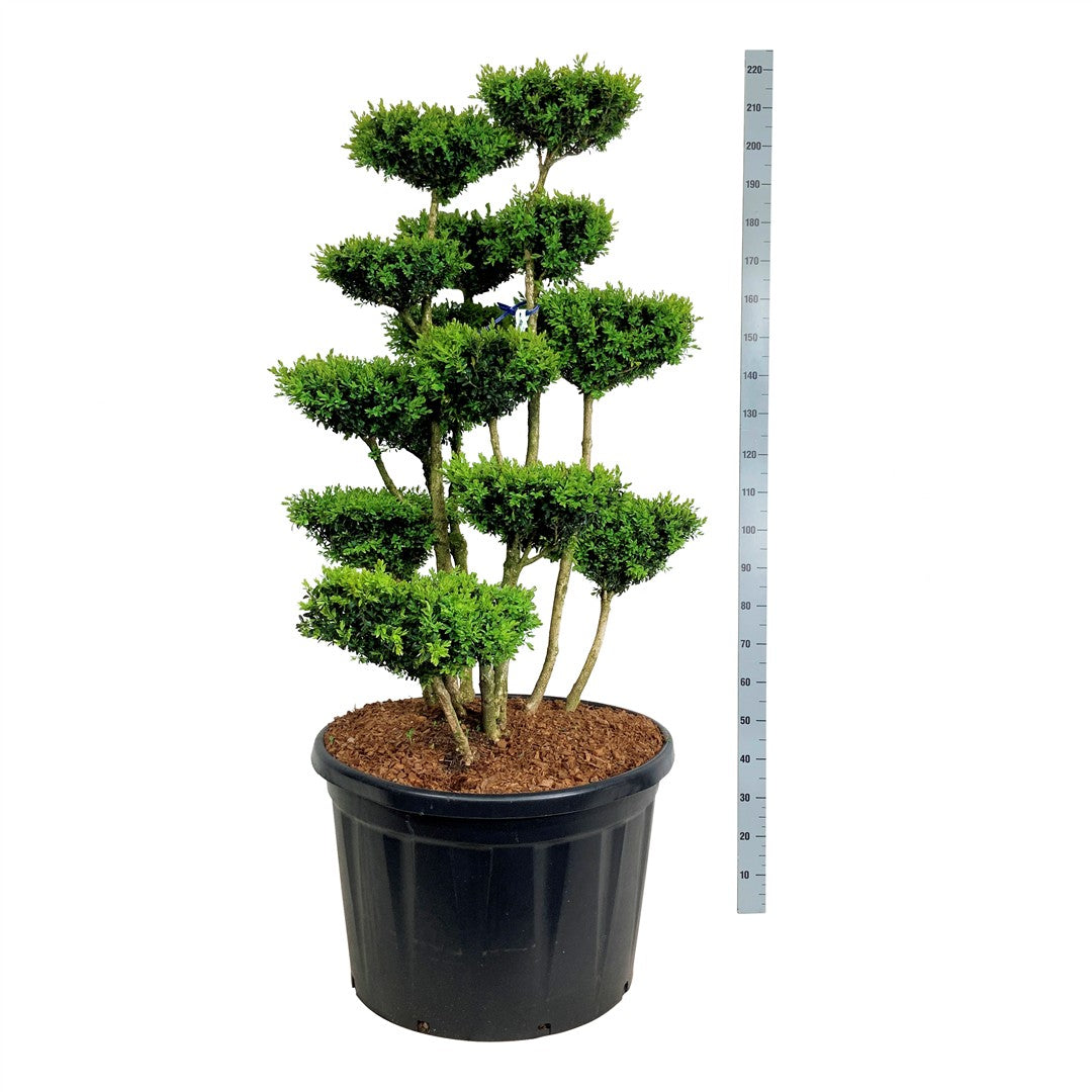 Buxbom sempervirens - BONSAI 125-150 C230