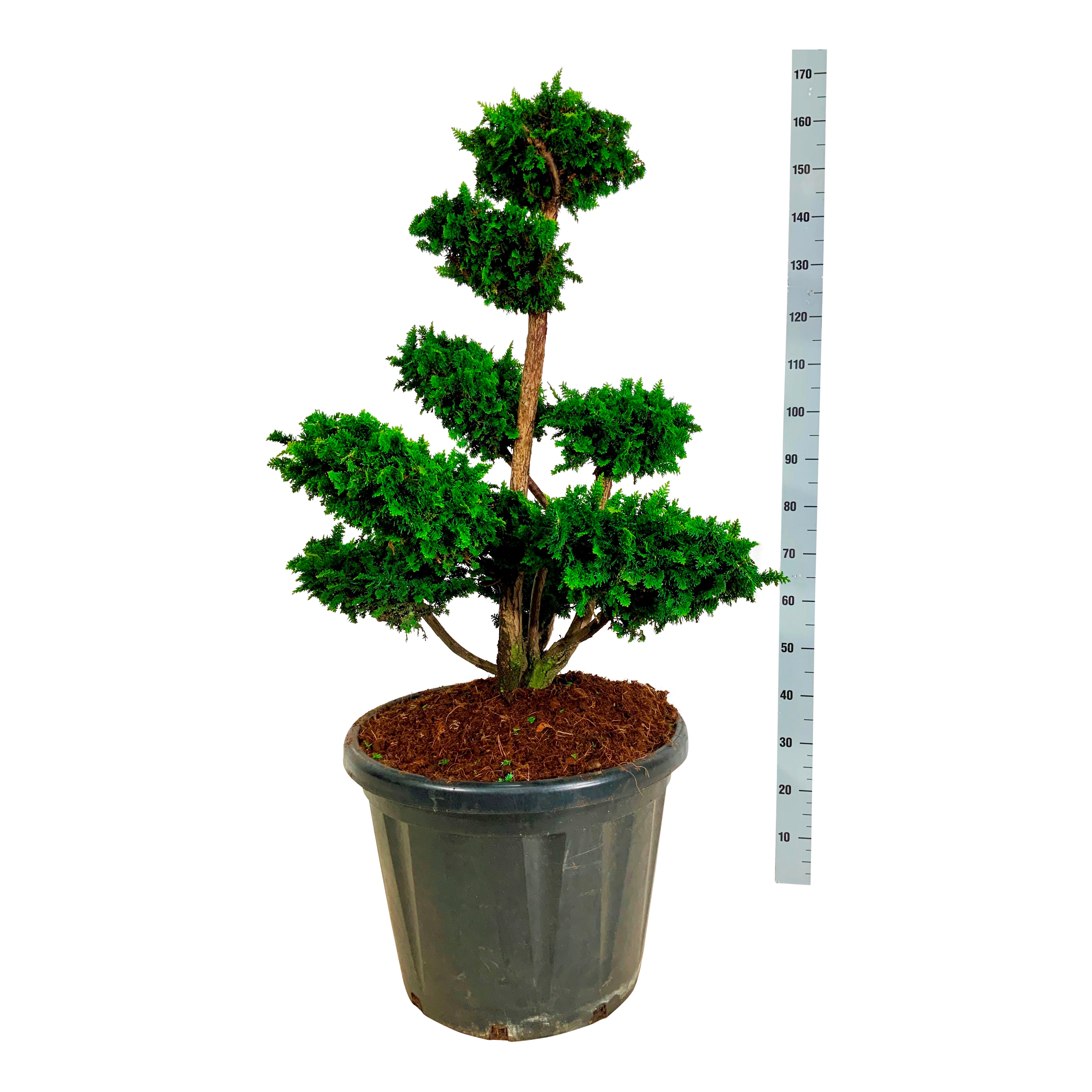 Ädelcypress o. &