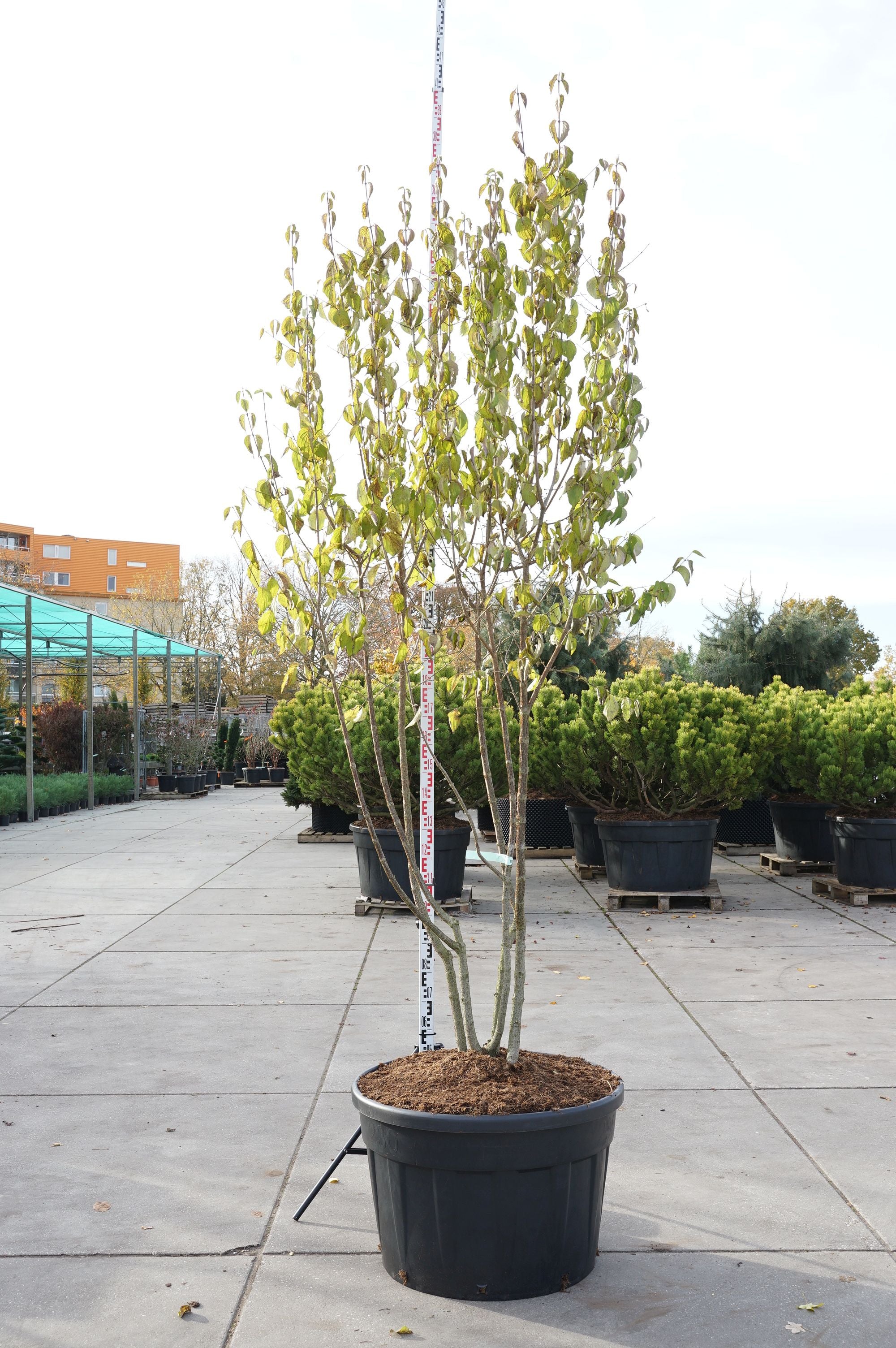 Kornell mas - C230 250-300 CM MULTISTEM