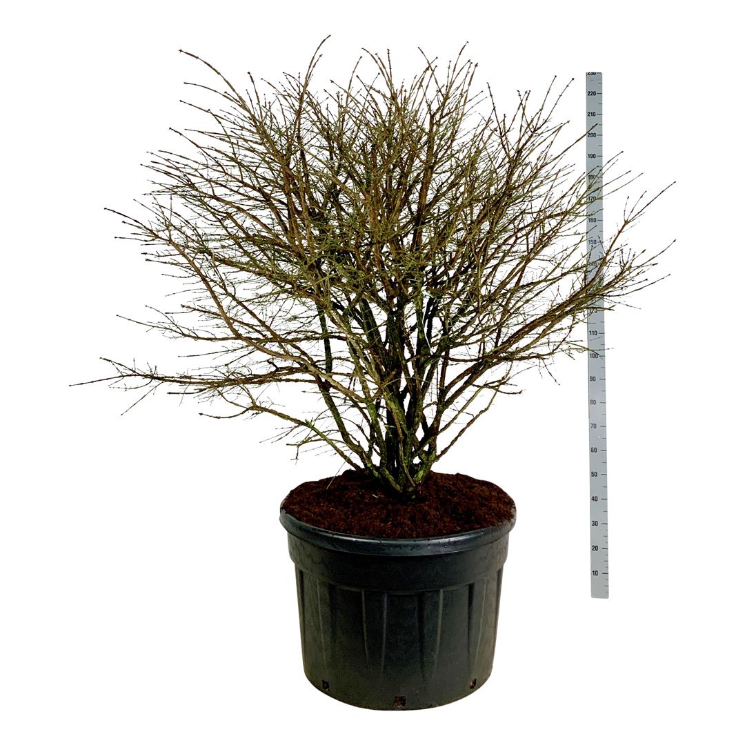 Benved alatus - C230 150-175 CM SOL
