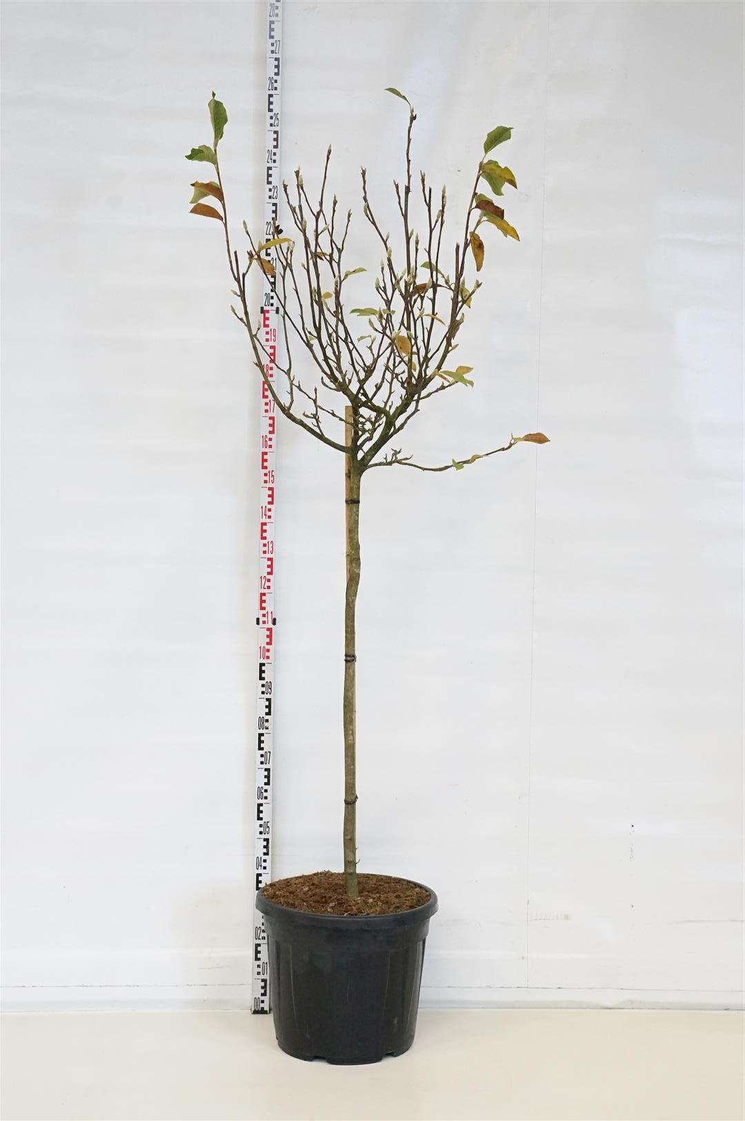 Magnolia soulangeana - 120 CM STAM C55 SOL