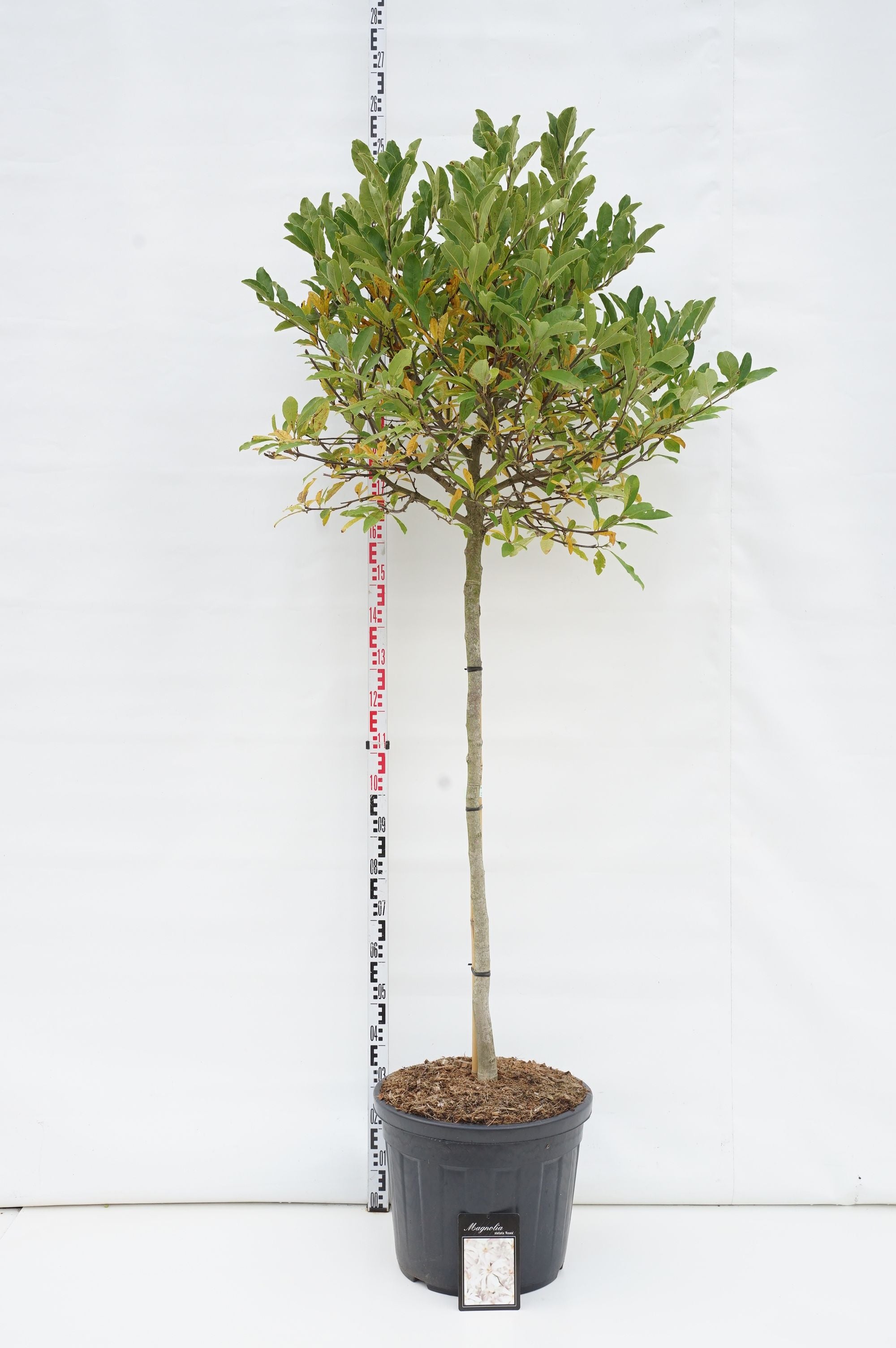 Magnolia stel. &