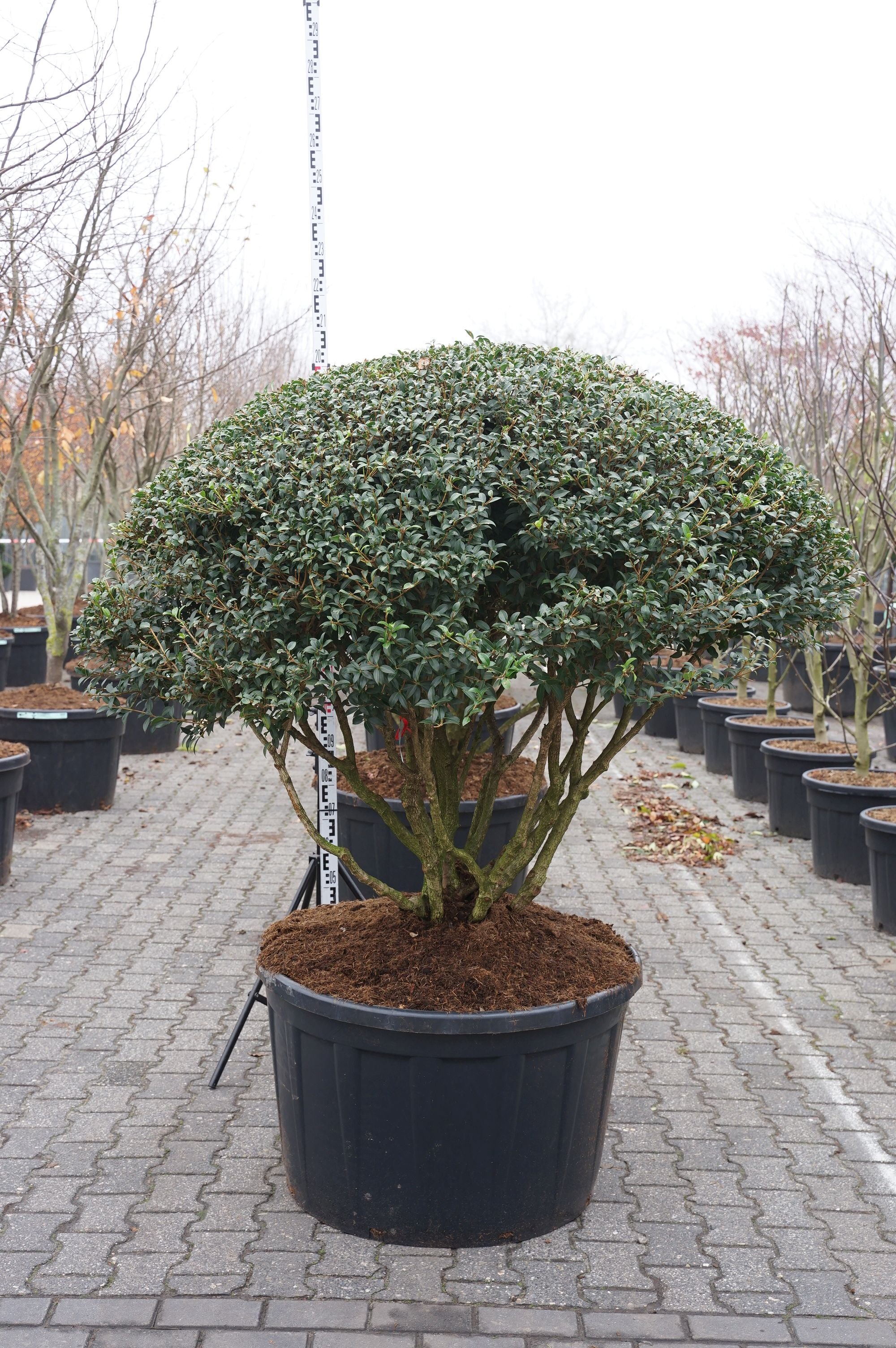 Osmanthus burkwoodii parasollformad 100-125 cm C180 (180 liters kruka)