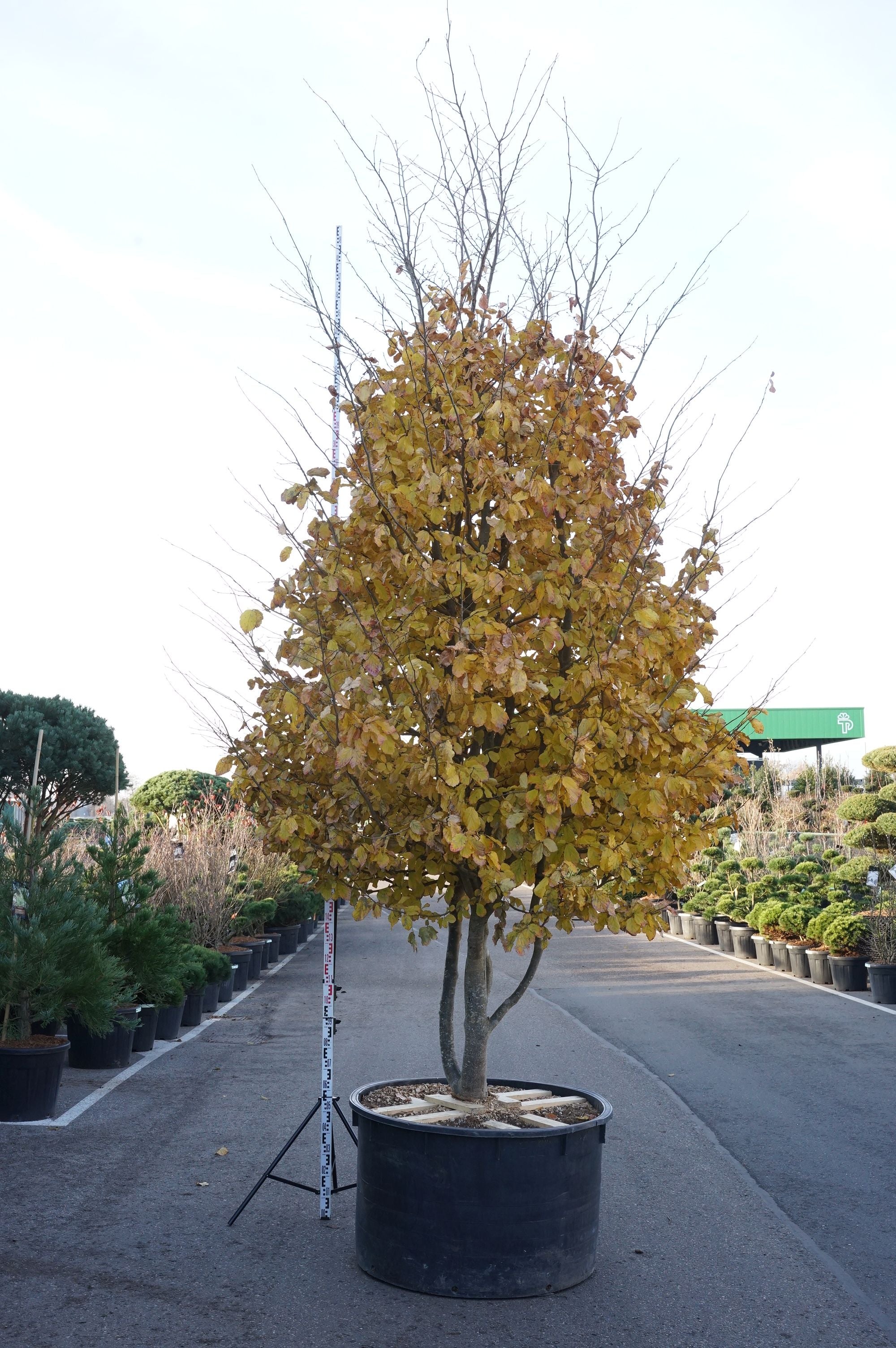 Persiskt järnträd persica - C600 400-450CM SOLITAIR