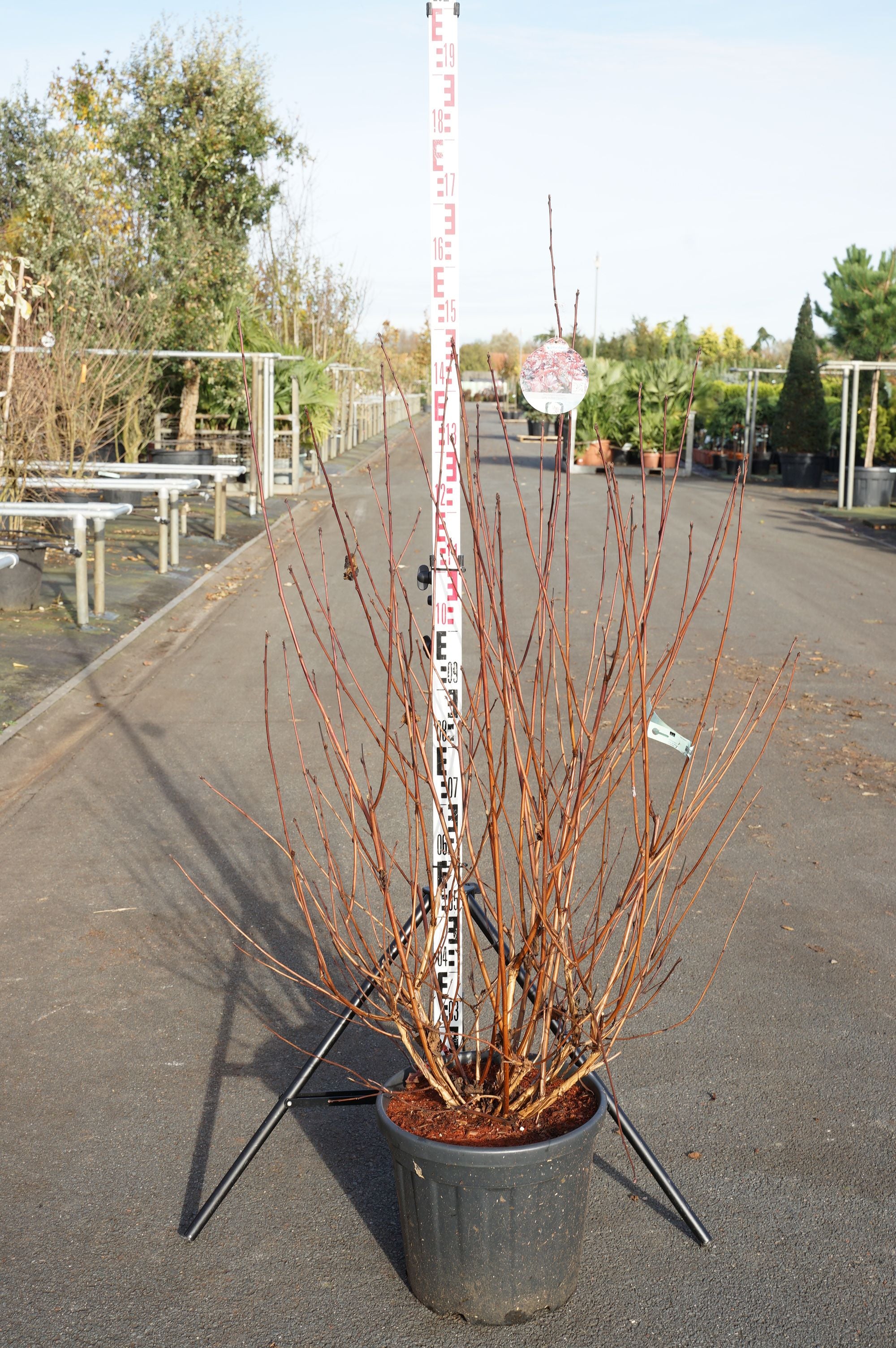 Smällspirea op. &