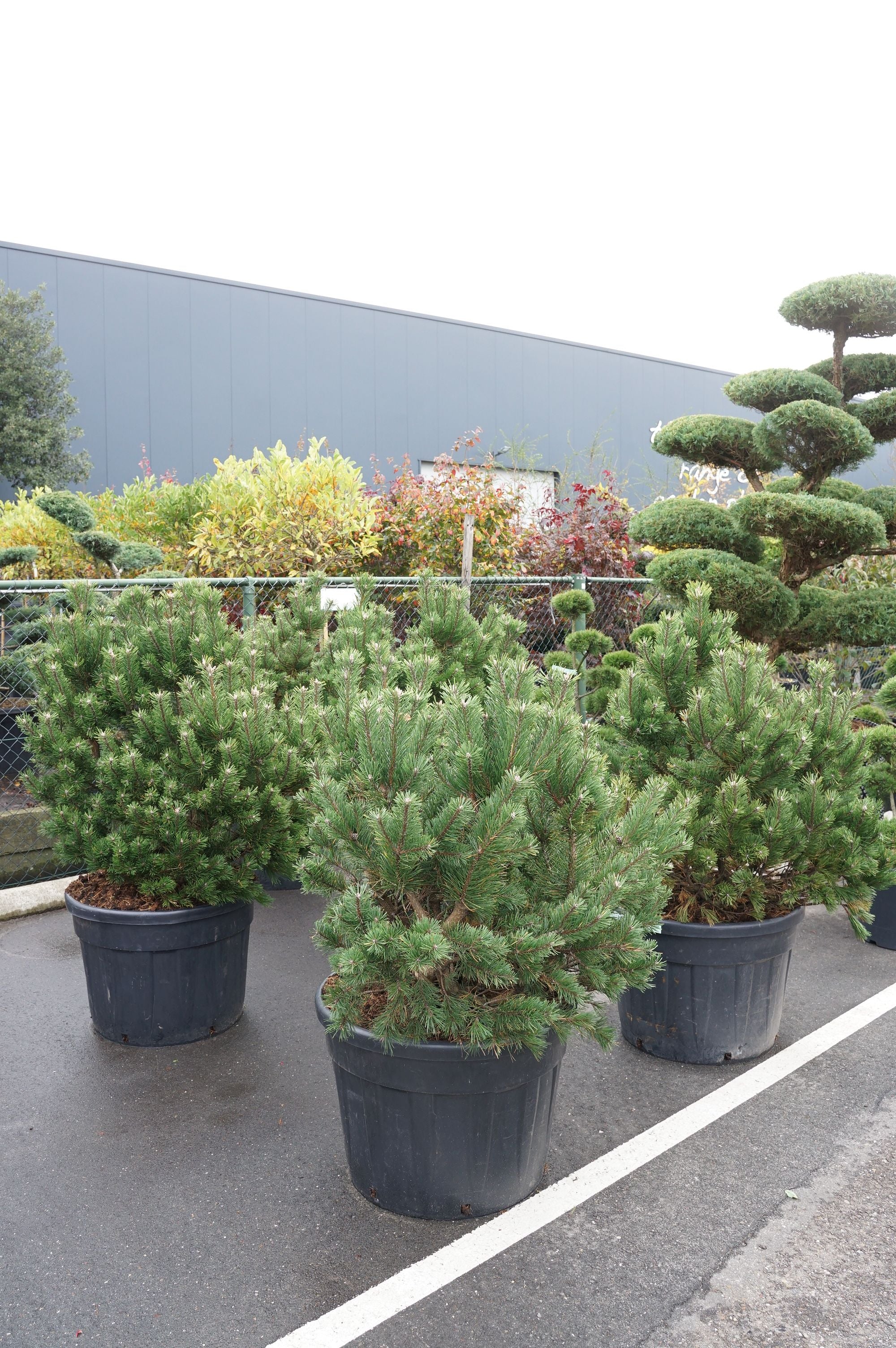 Tall mugo uncinata - BONSAI 60-80 CM C50