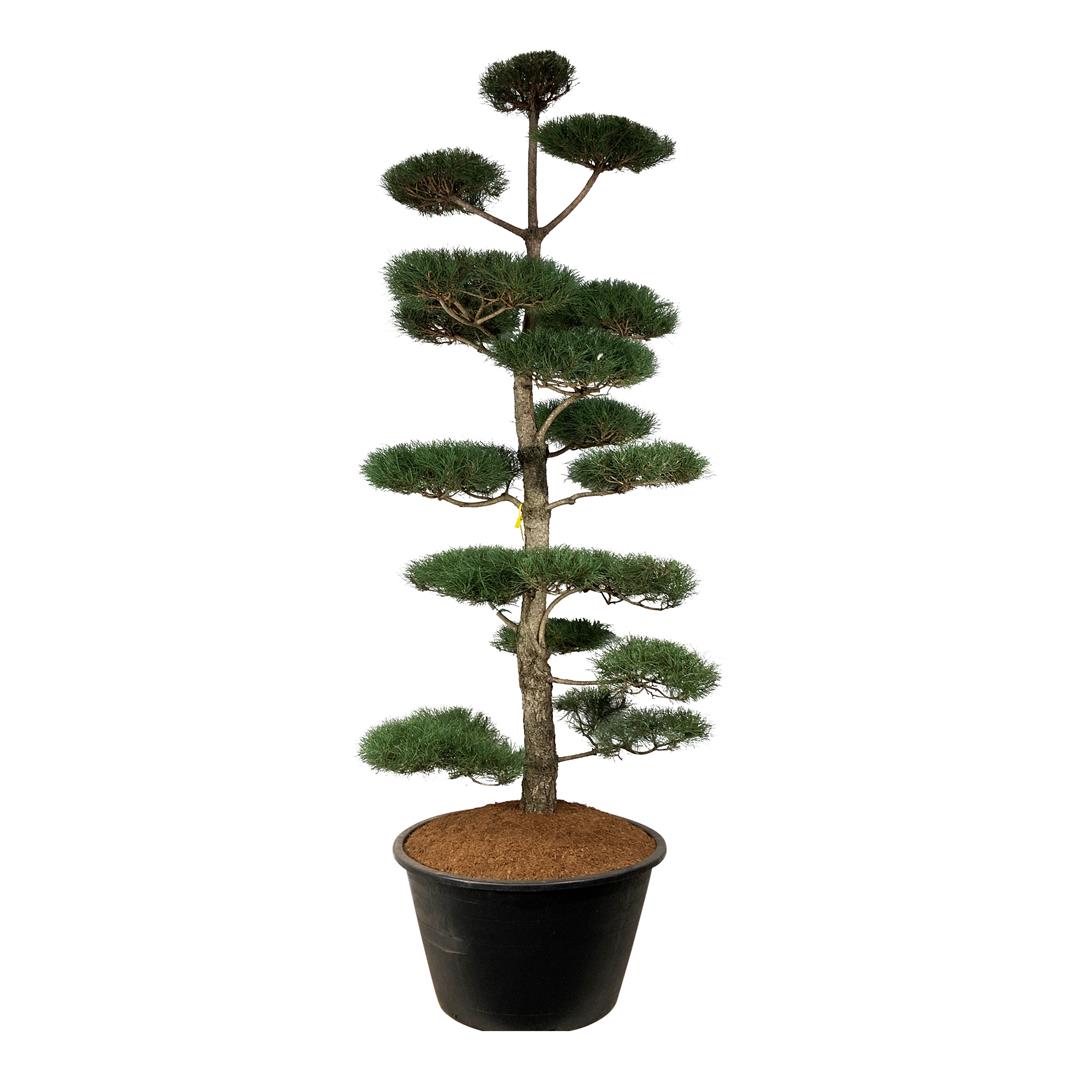 Tall nigra nigra - BONSAI 300-350 C500