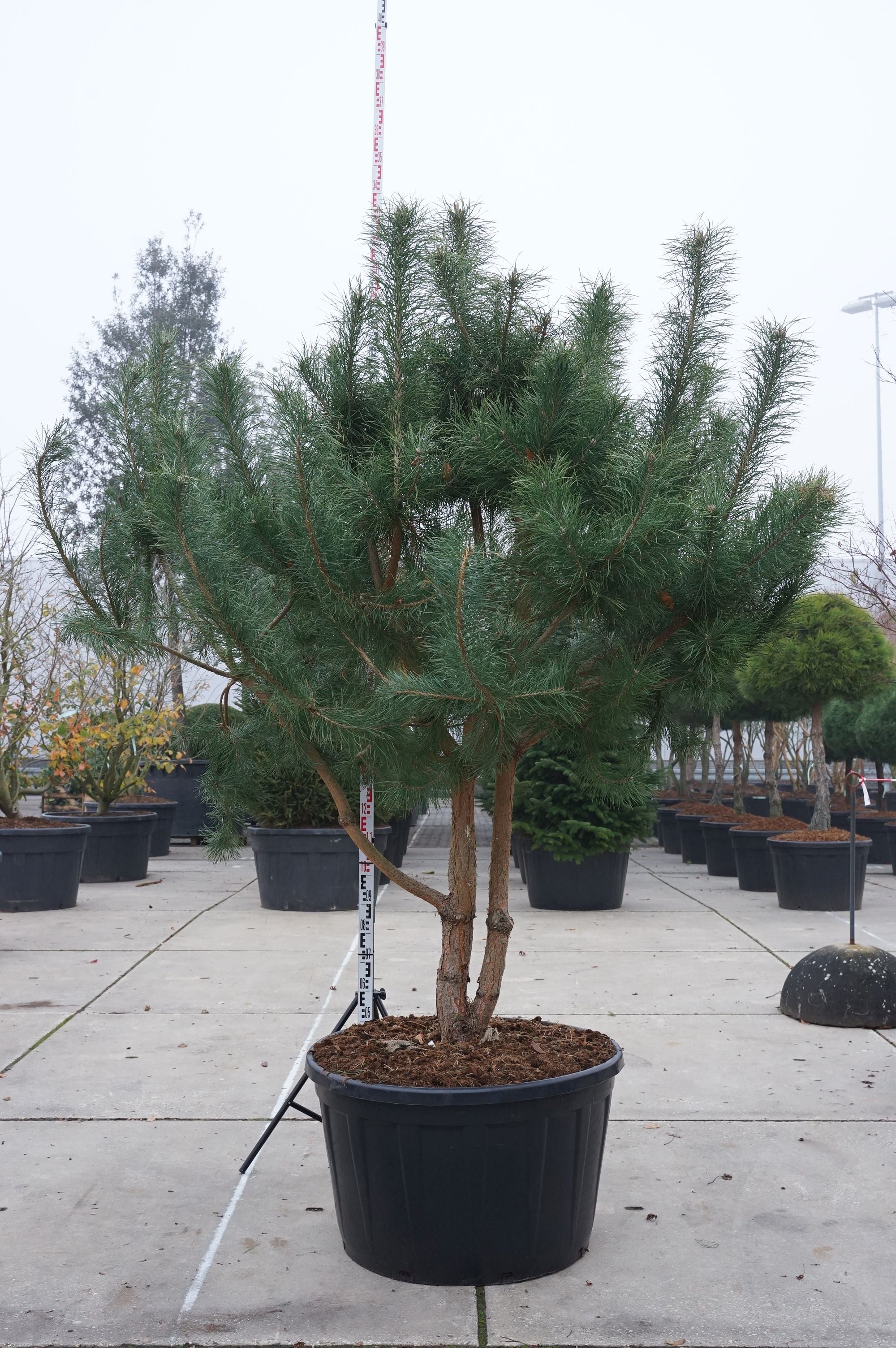 Tall sylvestris - C230 250-300 CM MULTISTEM