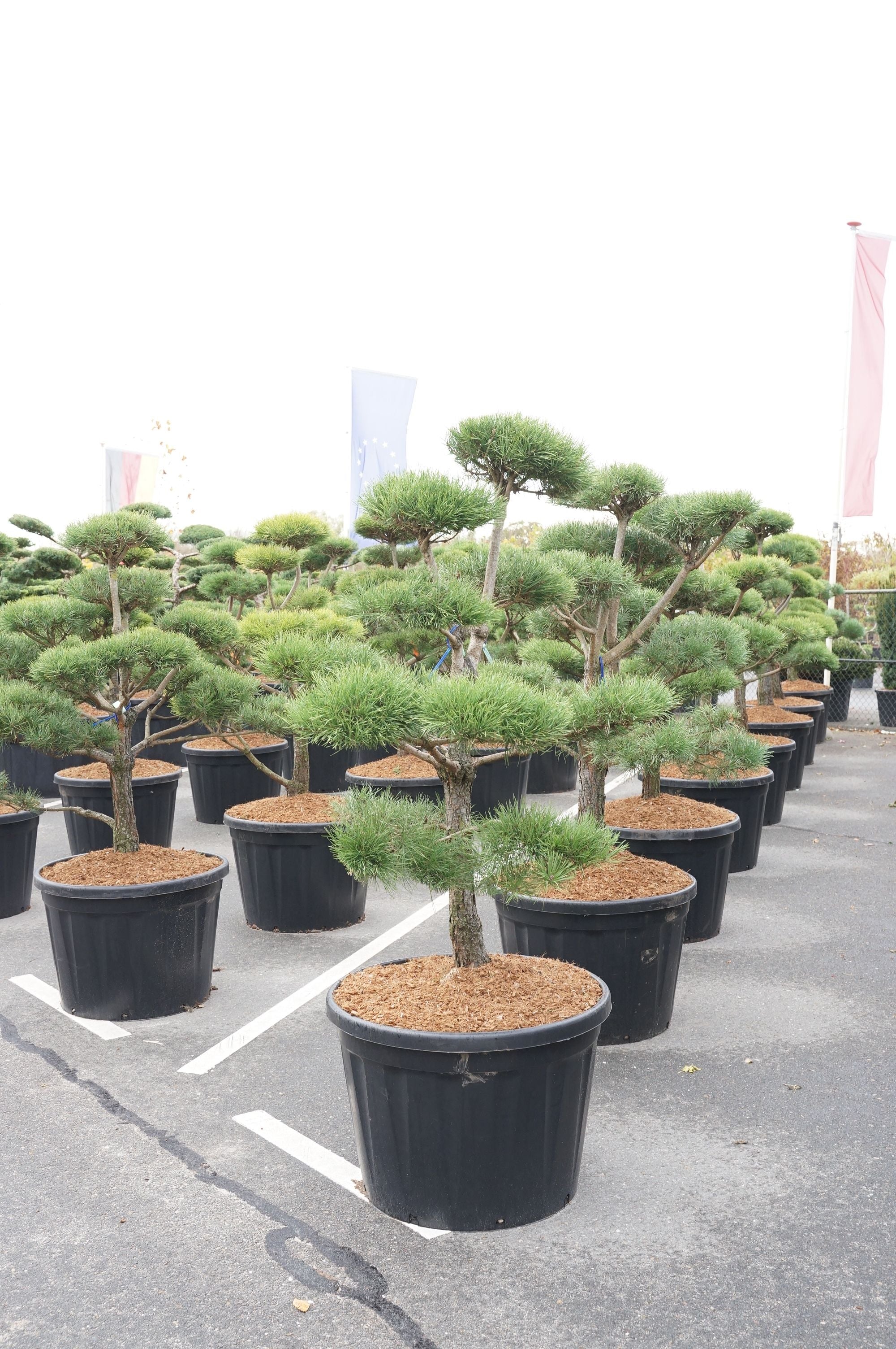Tall sylvestris - BONSAI 125-150 C18