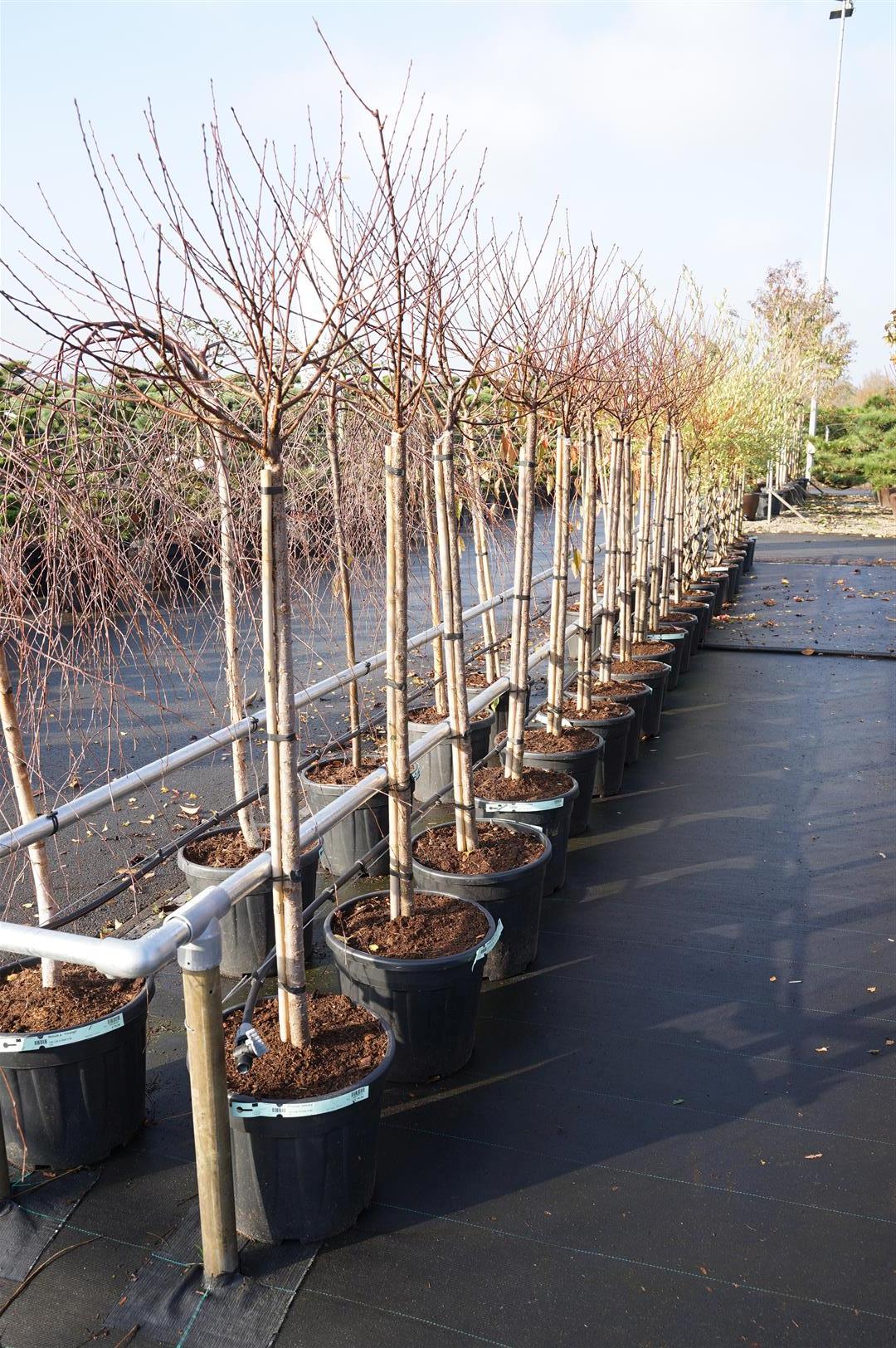 Prunus triloba 125 cm stam C30 (30 liters kruka)