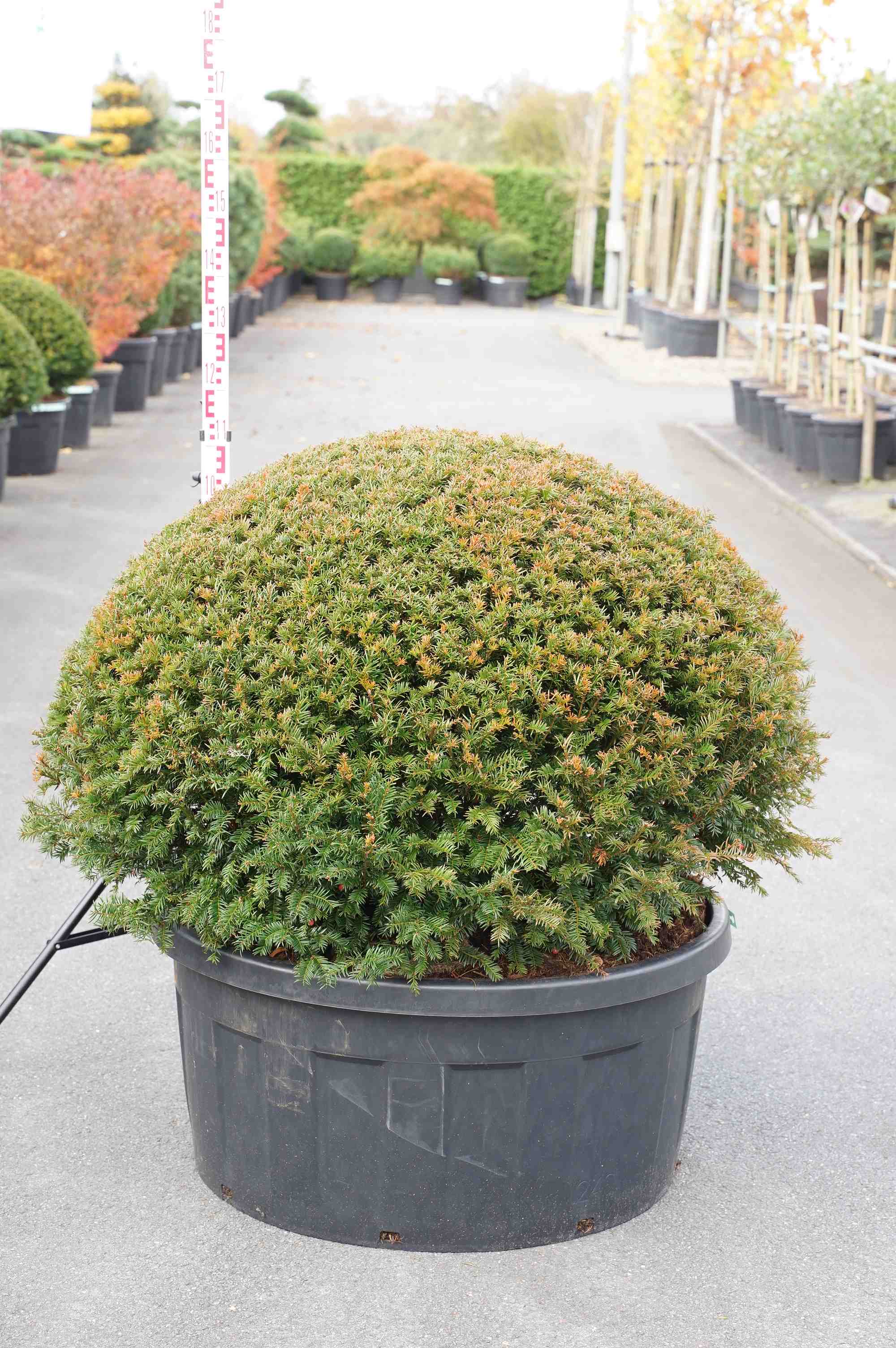 Idegran baccata - C240 FORM