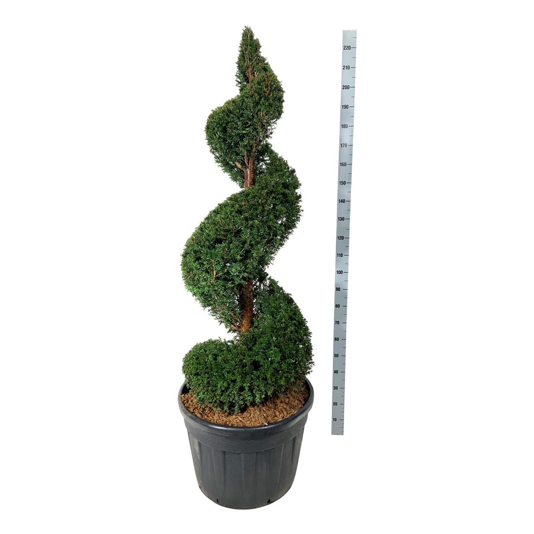 Taxus baccata 150-175 cm spiral - C130 (130 liters kruka)