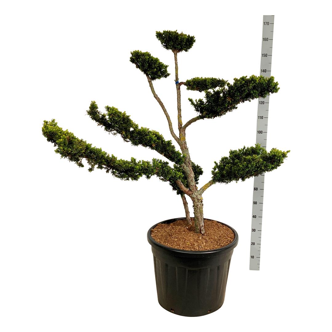 Idegran cuspidata nana - BONSAI 80-100CM C70
