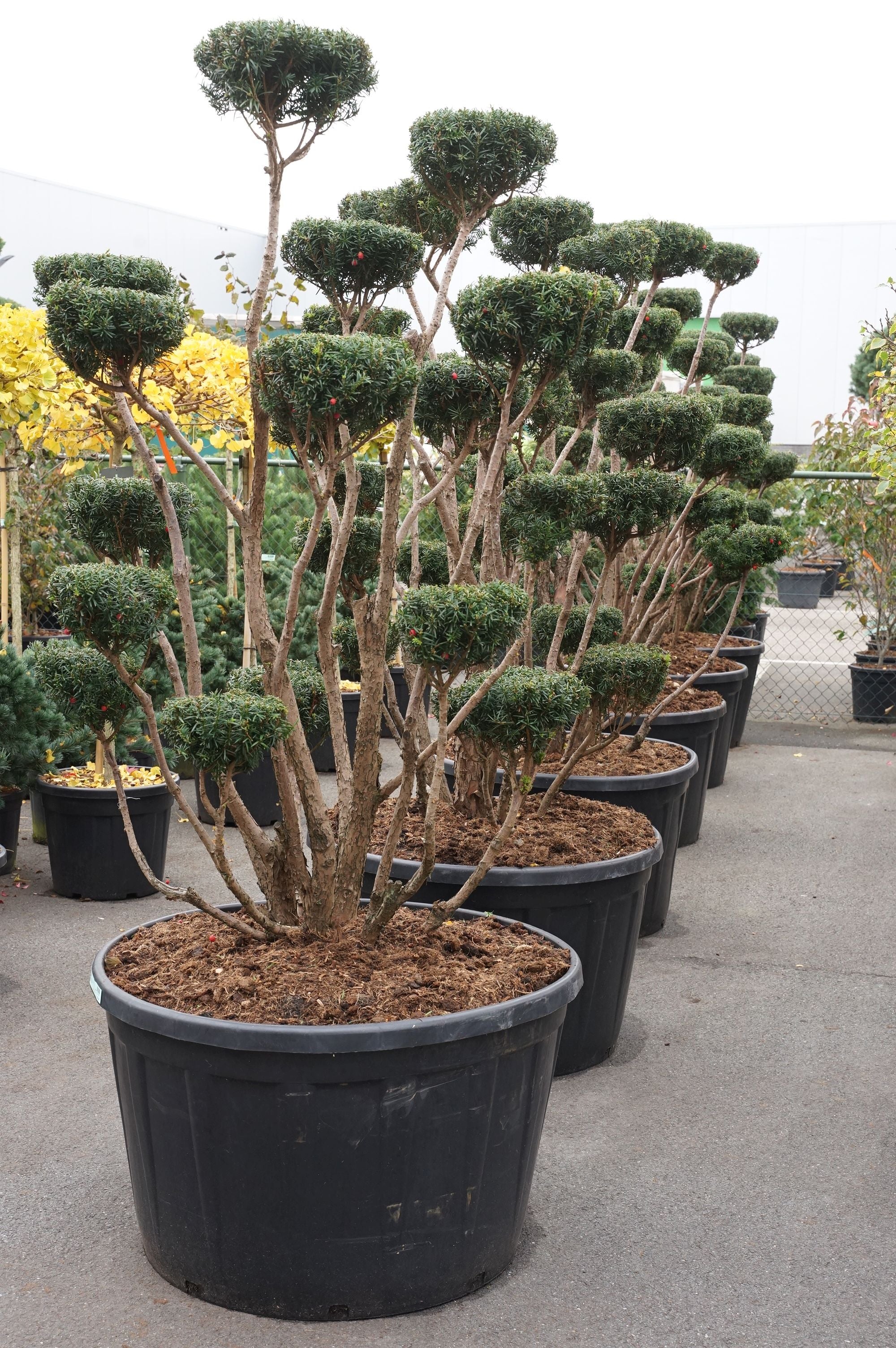 Idegran media - BONSAI 150/+ C290