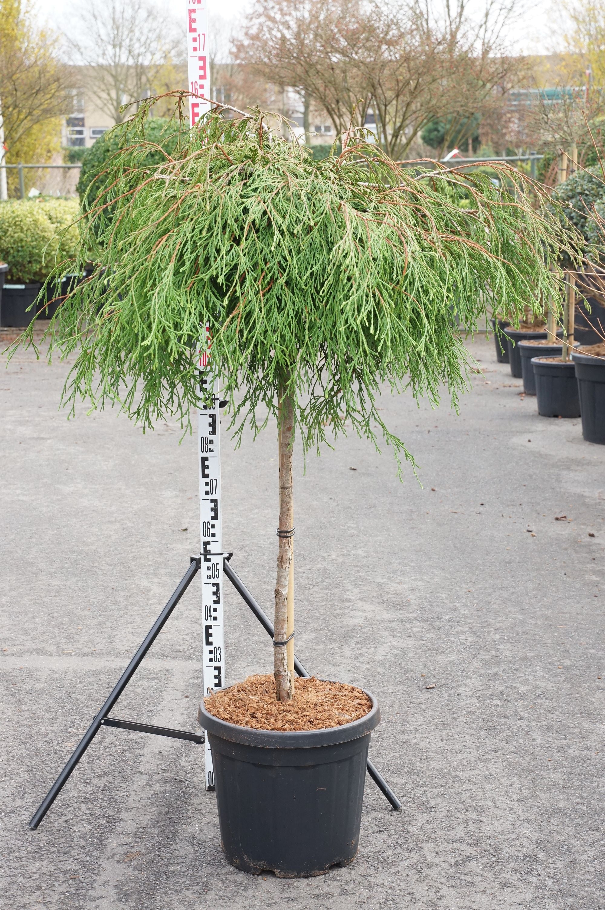 Thuja pl. &