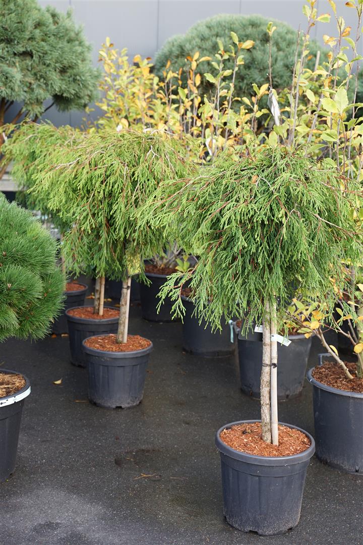 Thuja pl. &
