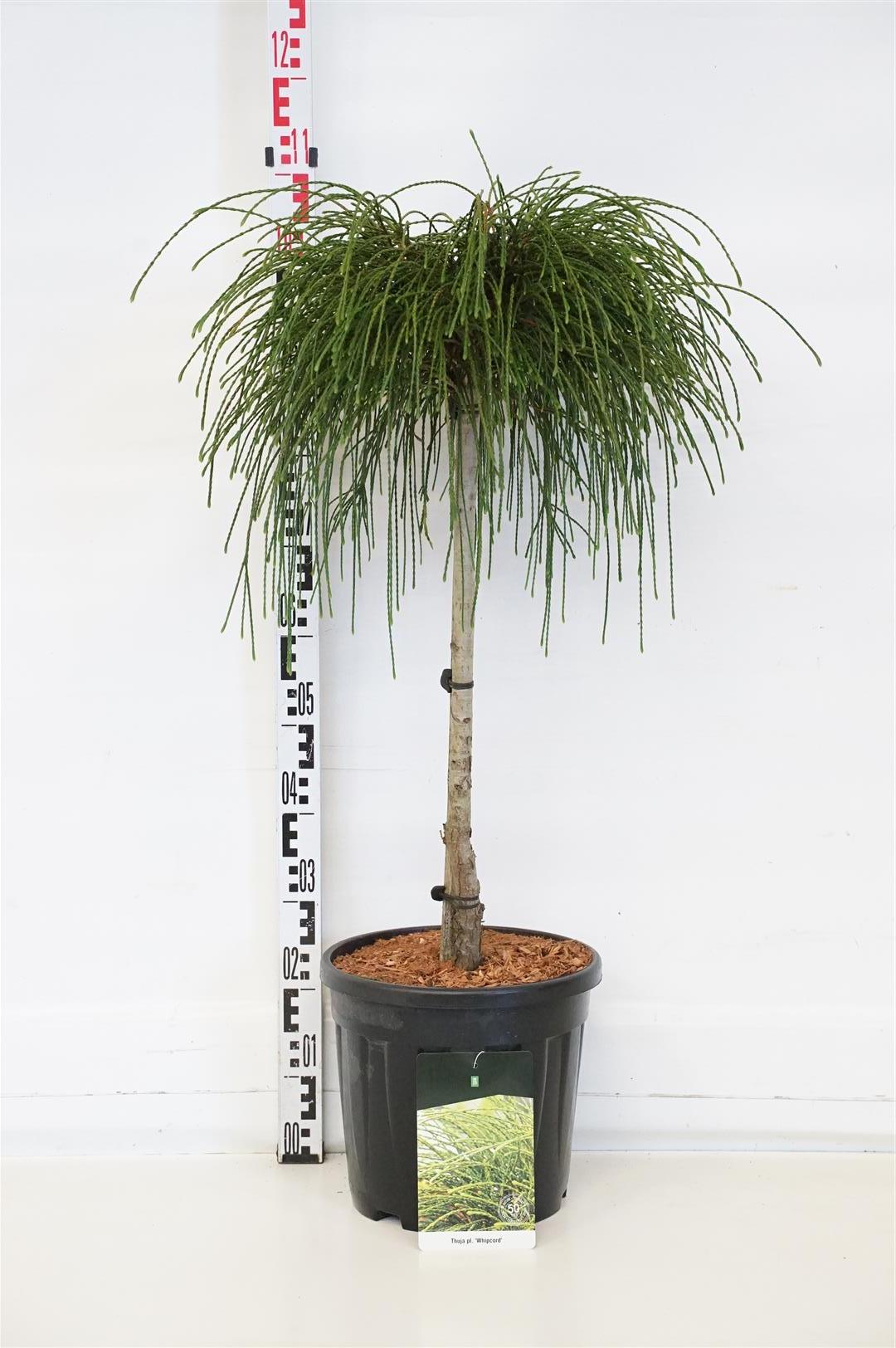 Thuja pl. &
