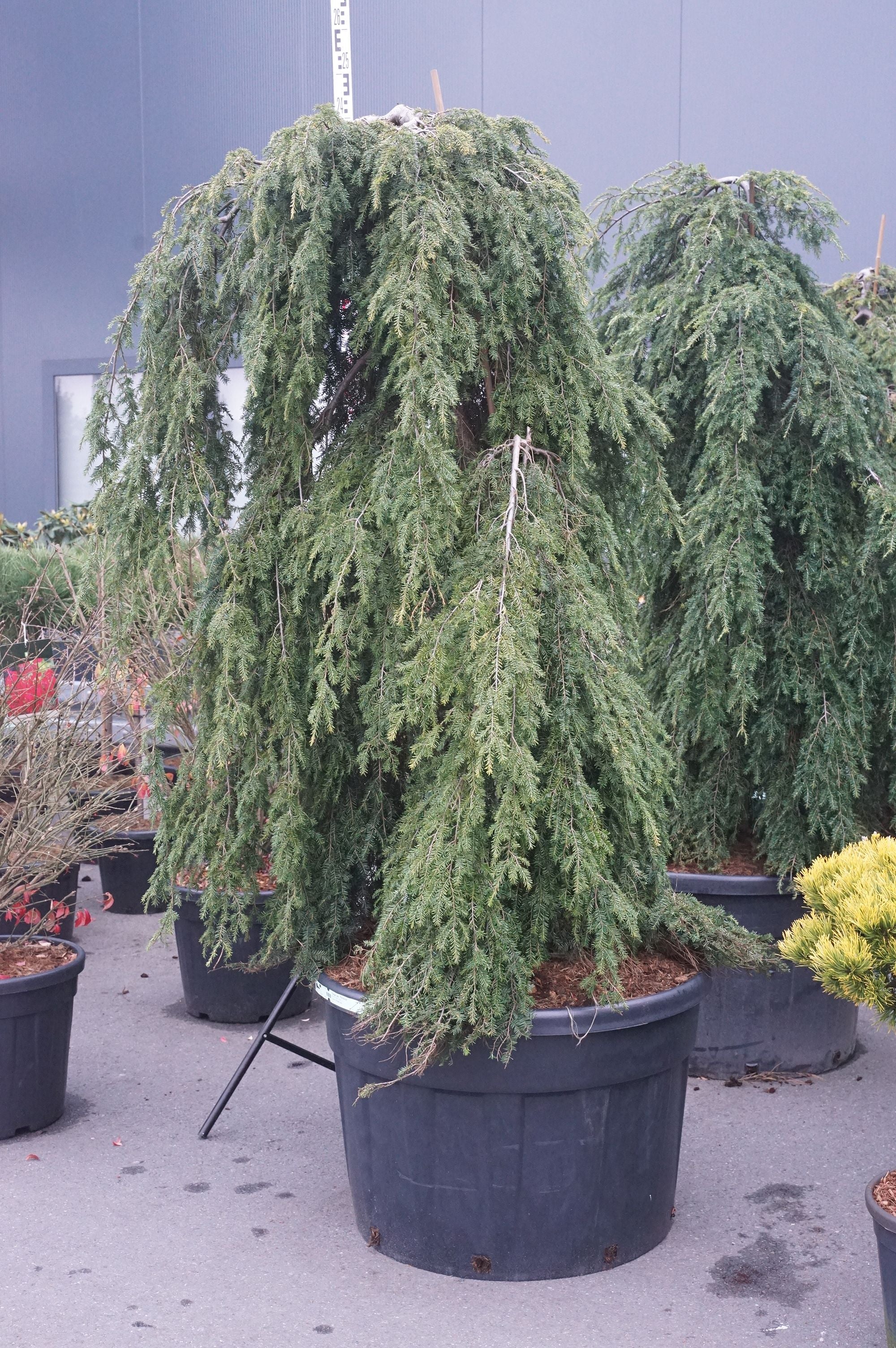 Hemlock can. &