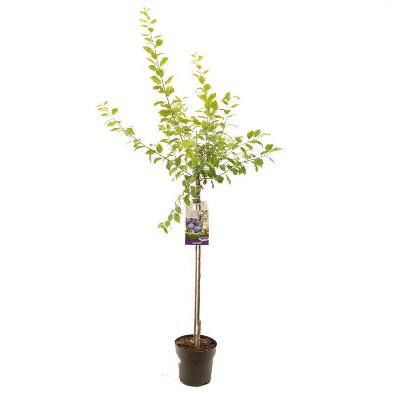 Plommon - Prunus domestica &