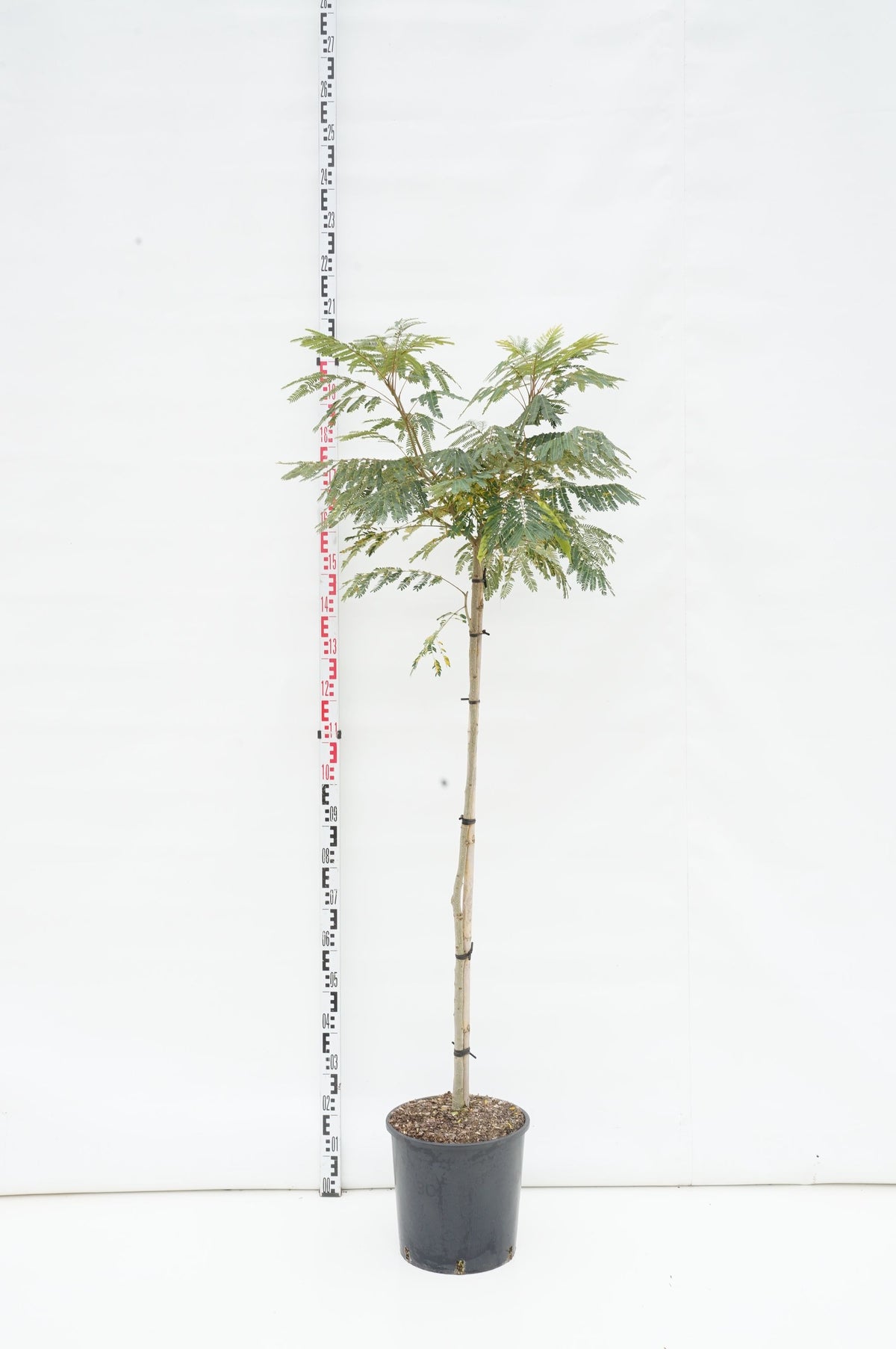 Albizia jul. &